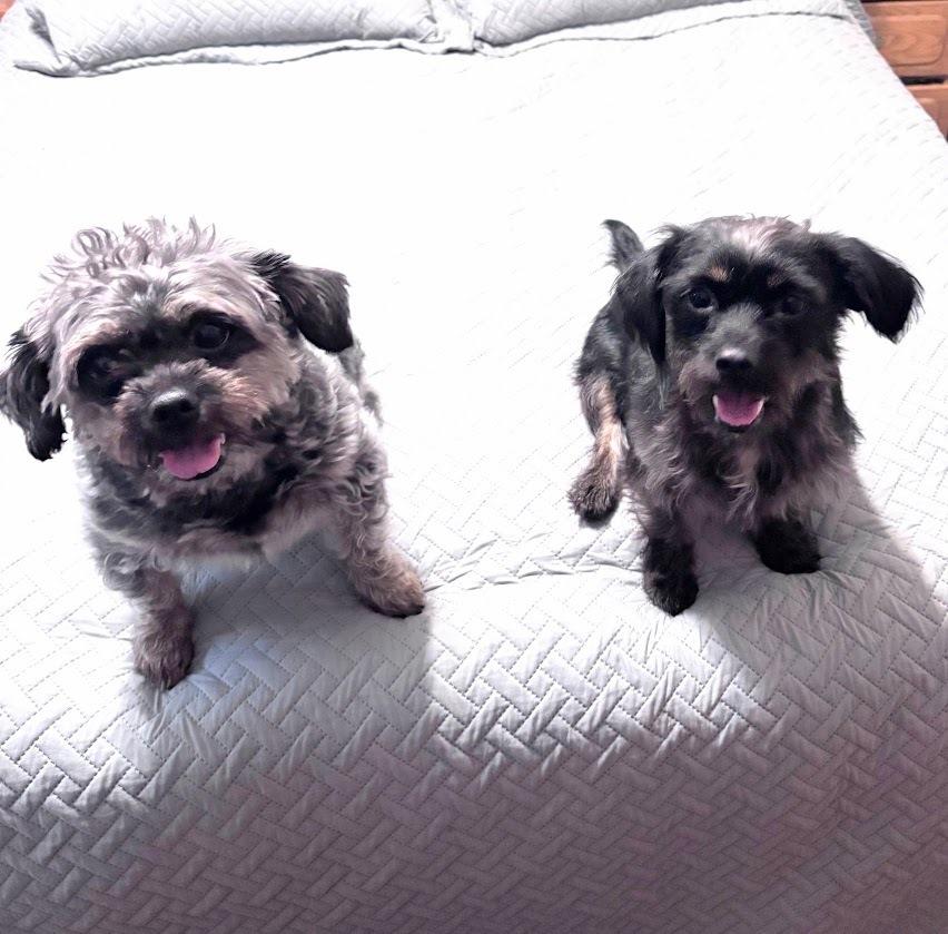 Peanut, Adoptable, Adult Female Shih Tzu.