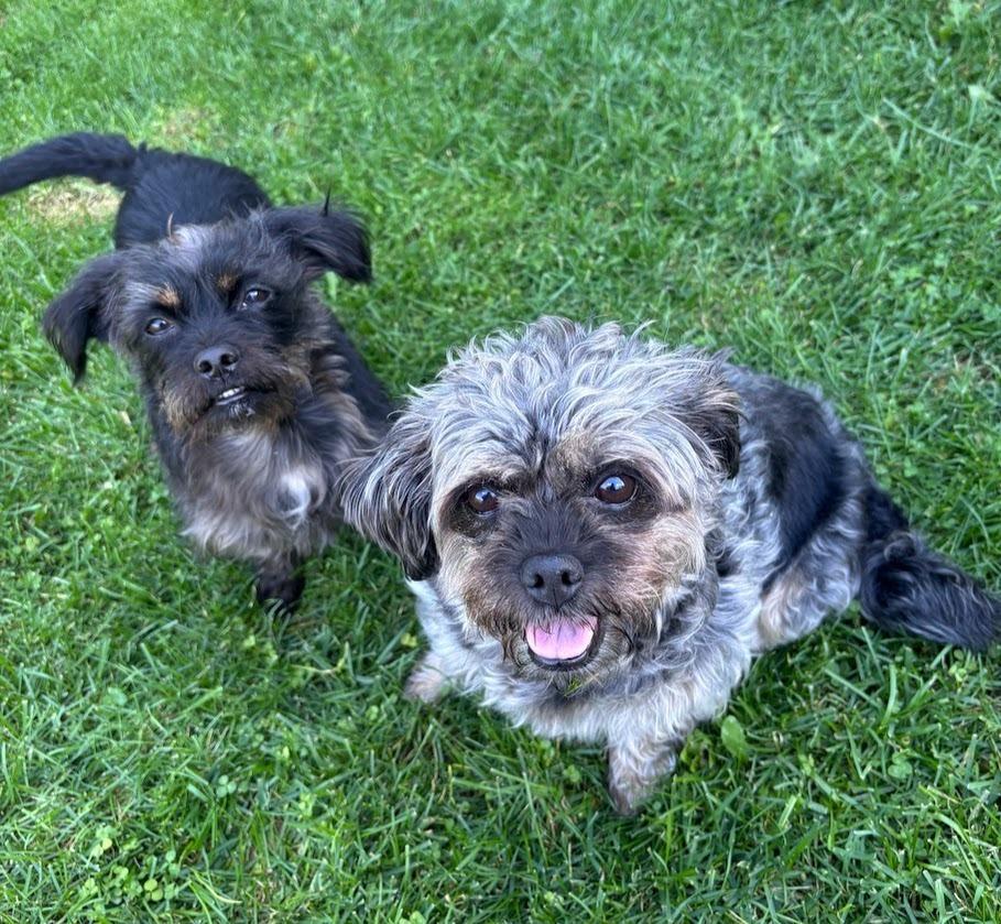 Enlarge Peanut, a Adoptable mixed breed in Clinton Township, MI image 2/3