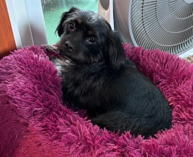 Enlarge Peanut, a Adoptable mixed breed in Clinton Township, MI image 3/3