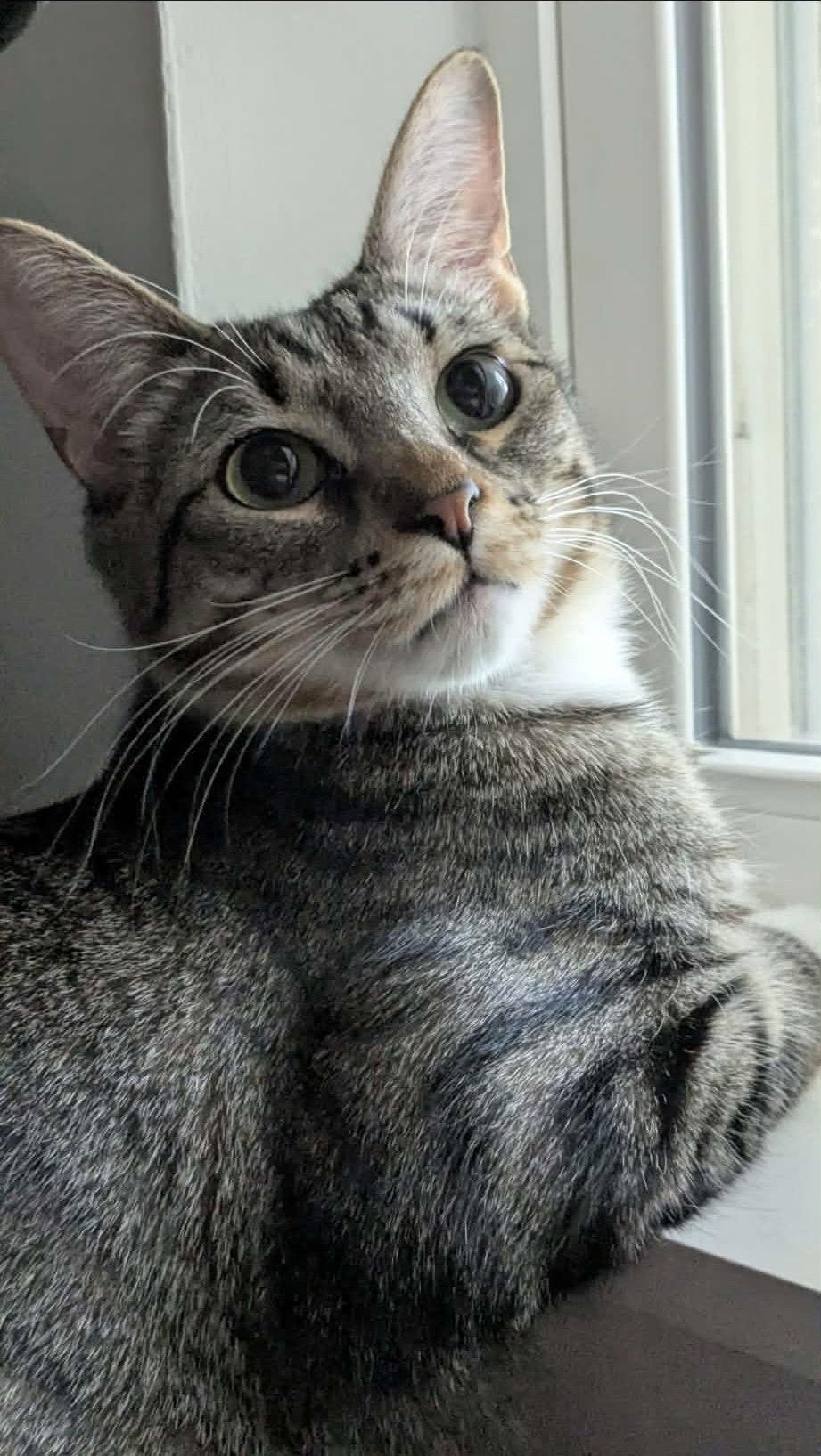 Seely (bonded pair with Evie), Adoptable, Adult Male Domestic Short Hair.