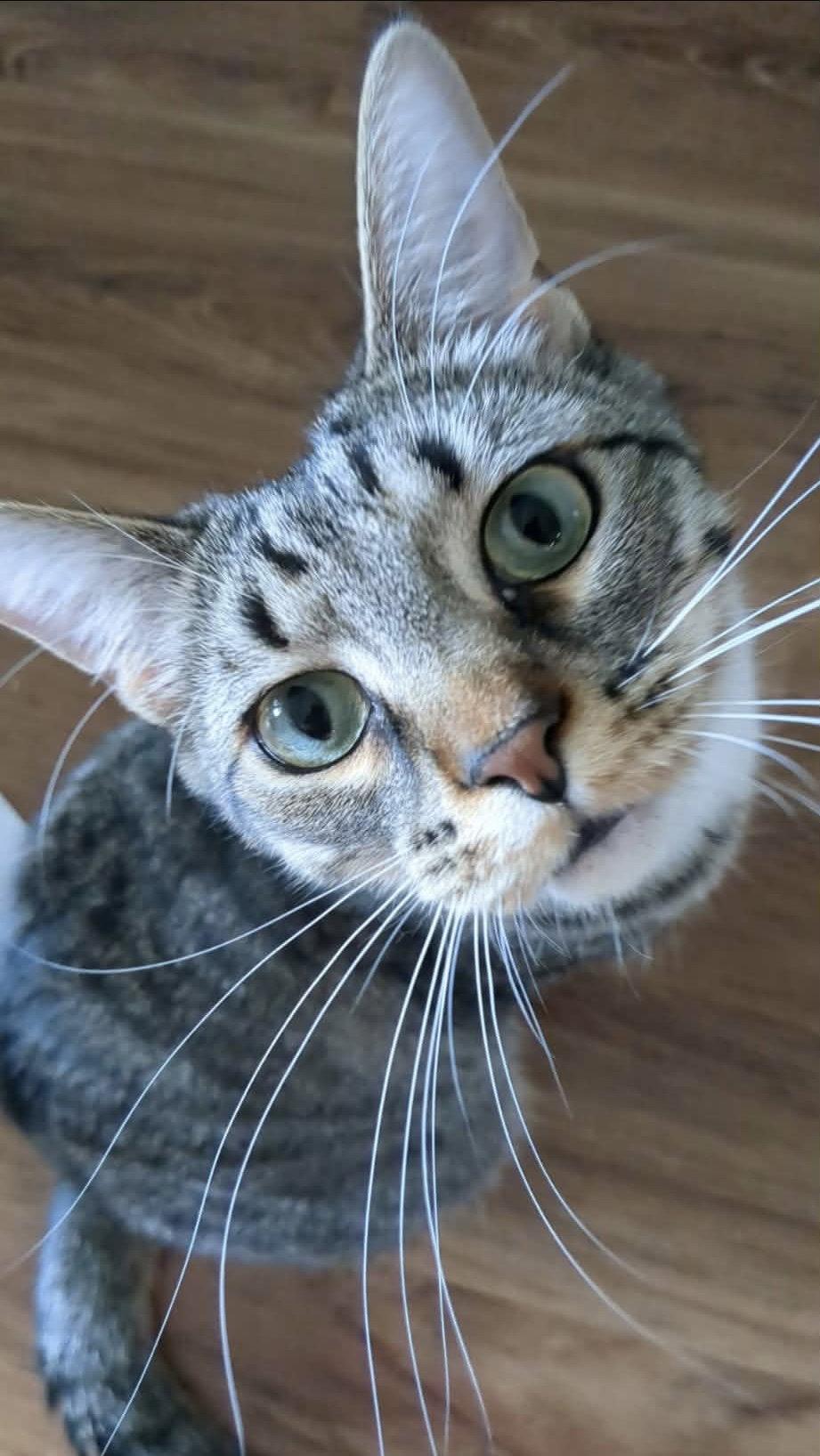 Enlarge Seely (bonded pair with Evie), a Adoptable Domestic Short Hair in Champaign, IL image 2/3
