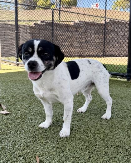Julio, Adoptable, Adult Male Chihuahua & Mixed Breed.