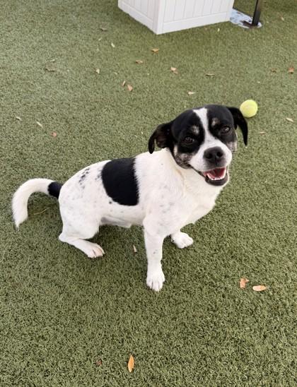 Enlarge Julio, a Adoptable mixed breed in Daphne, AL image 2/3