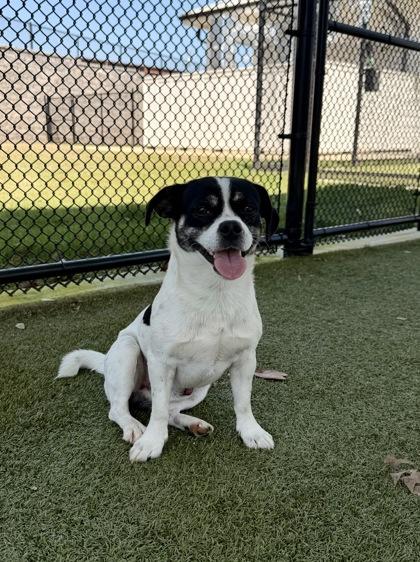 Enlarge Julio, a Adoptable mixed breed in Daphne, AL image 3/3