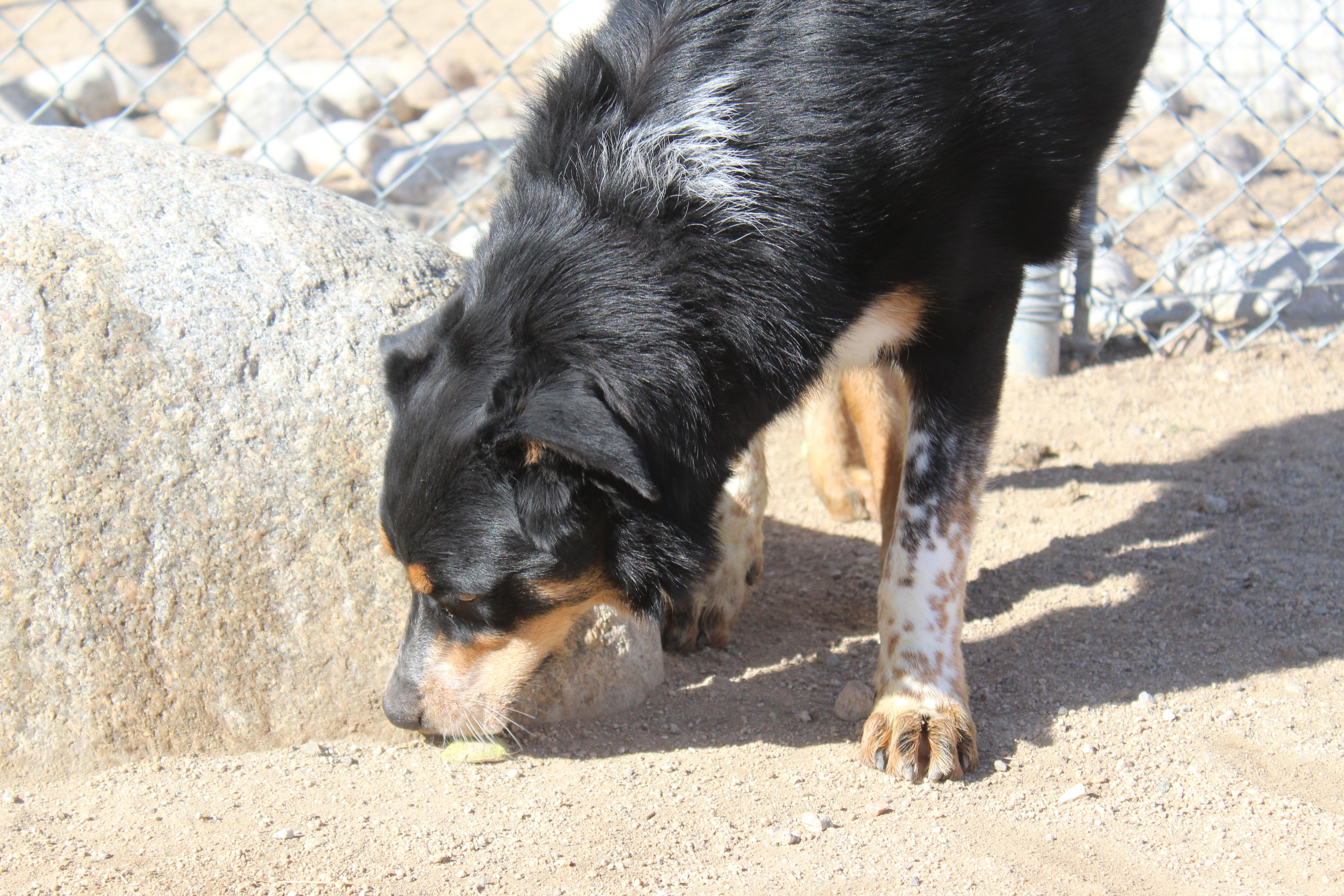 Enlarge Moonpie, an adoptable mixed breed in Yucca Valley, CA image 5/5