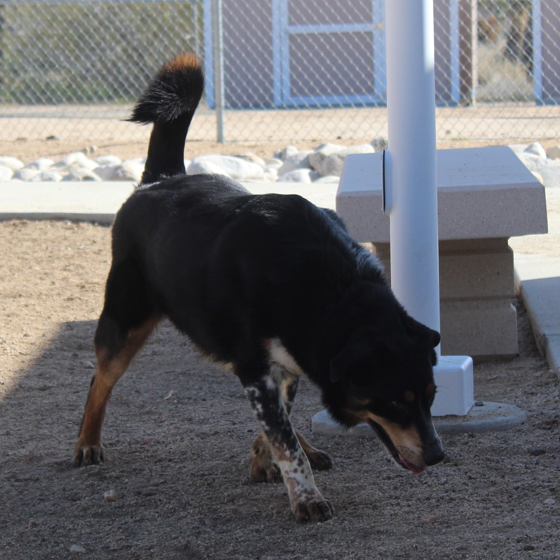 Enlarge Moonpie, an adoptable mixed breed in Yucca Valley, CA image 3/5