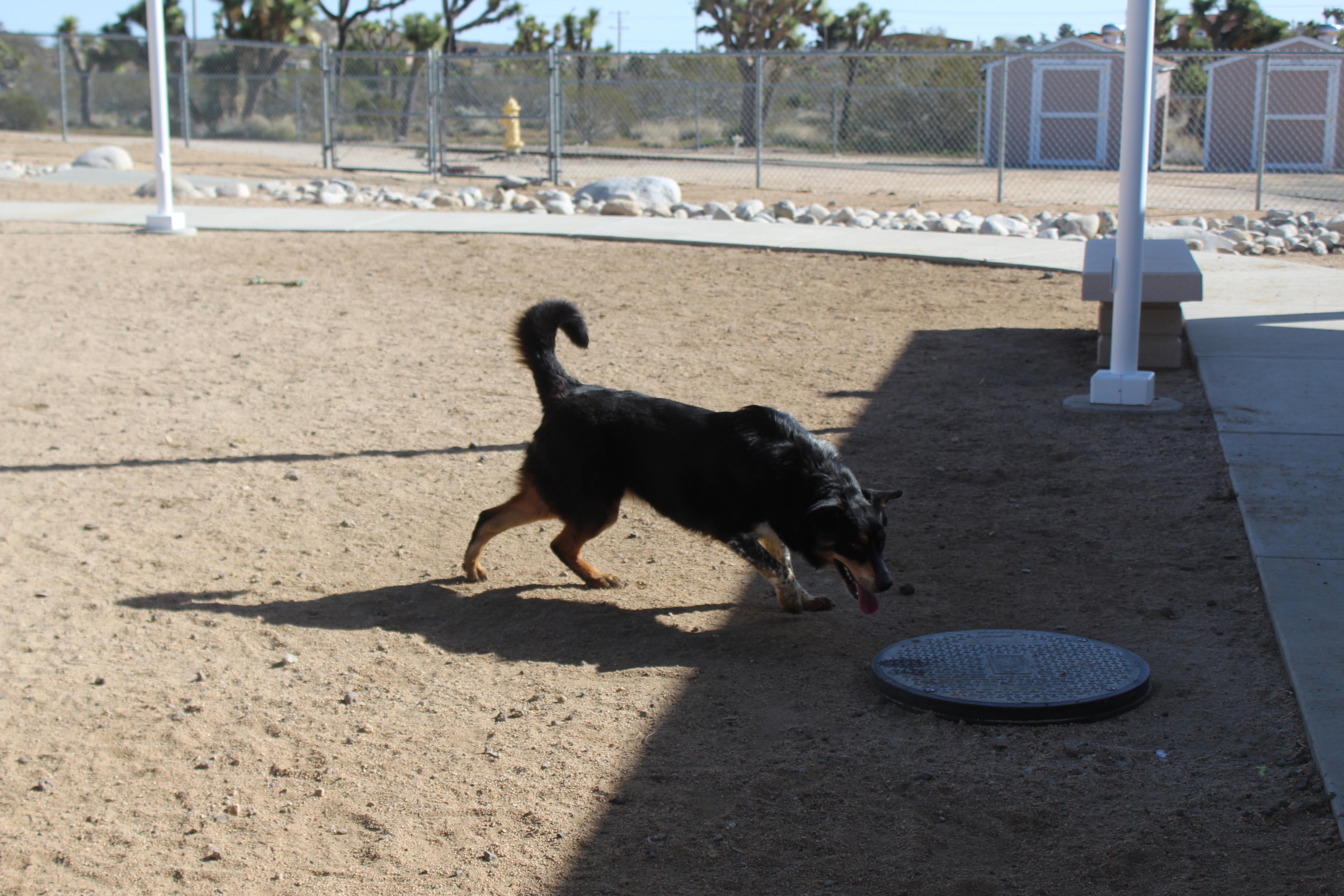 Enlarge Moonpie, an adoptable mixed breed in Yucca Valley, CA image 4/5