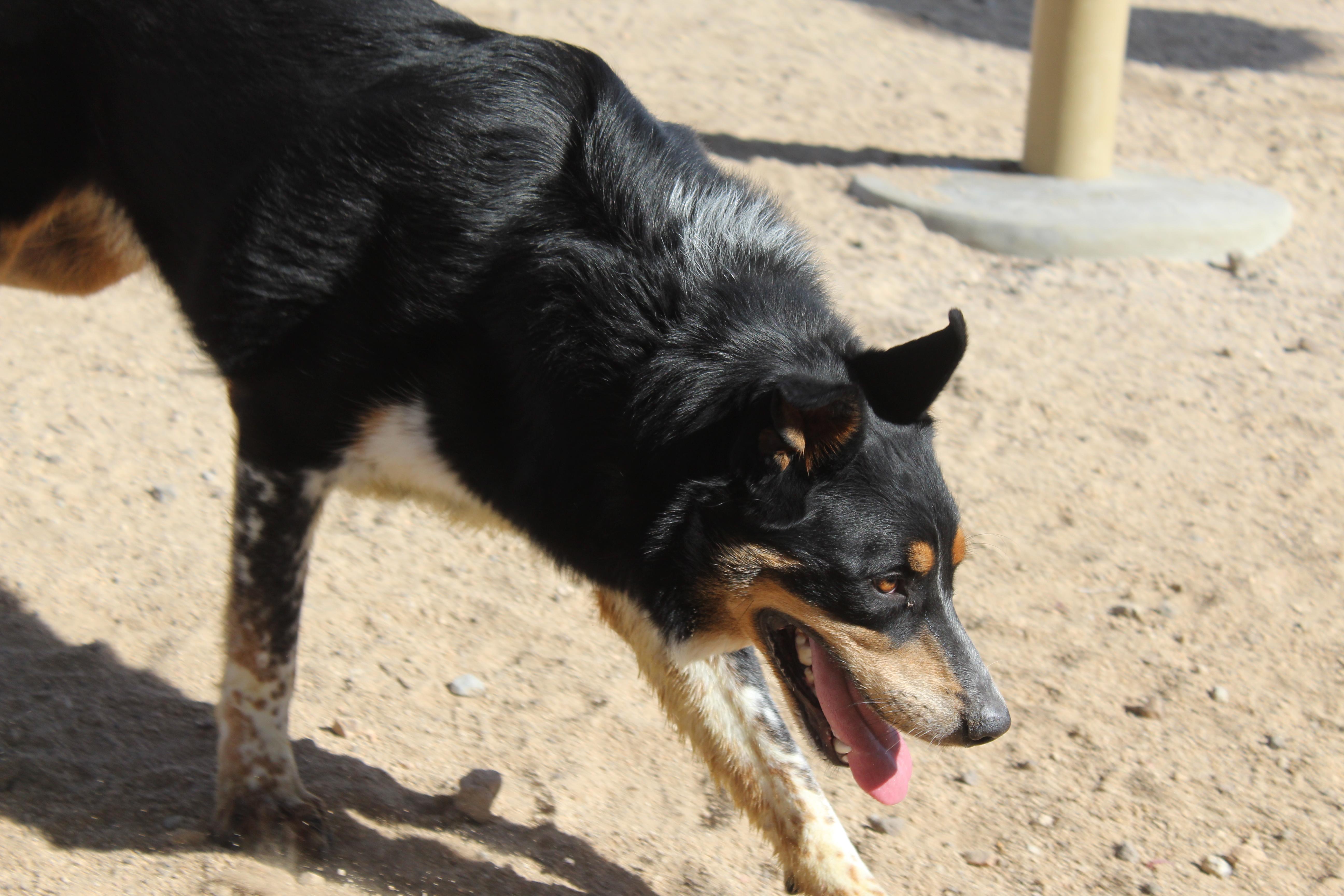 Enlarge Moonpie, an adoptable mixed breed in Yucca Valley, CA image 2/5