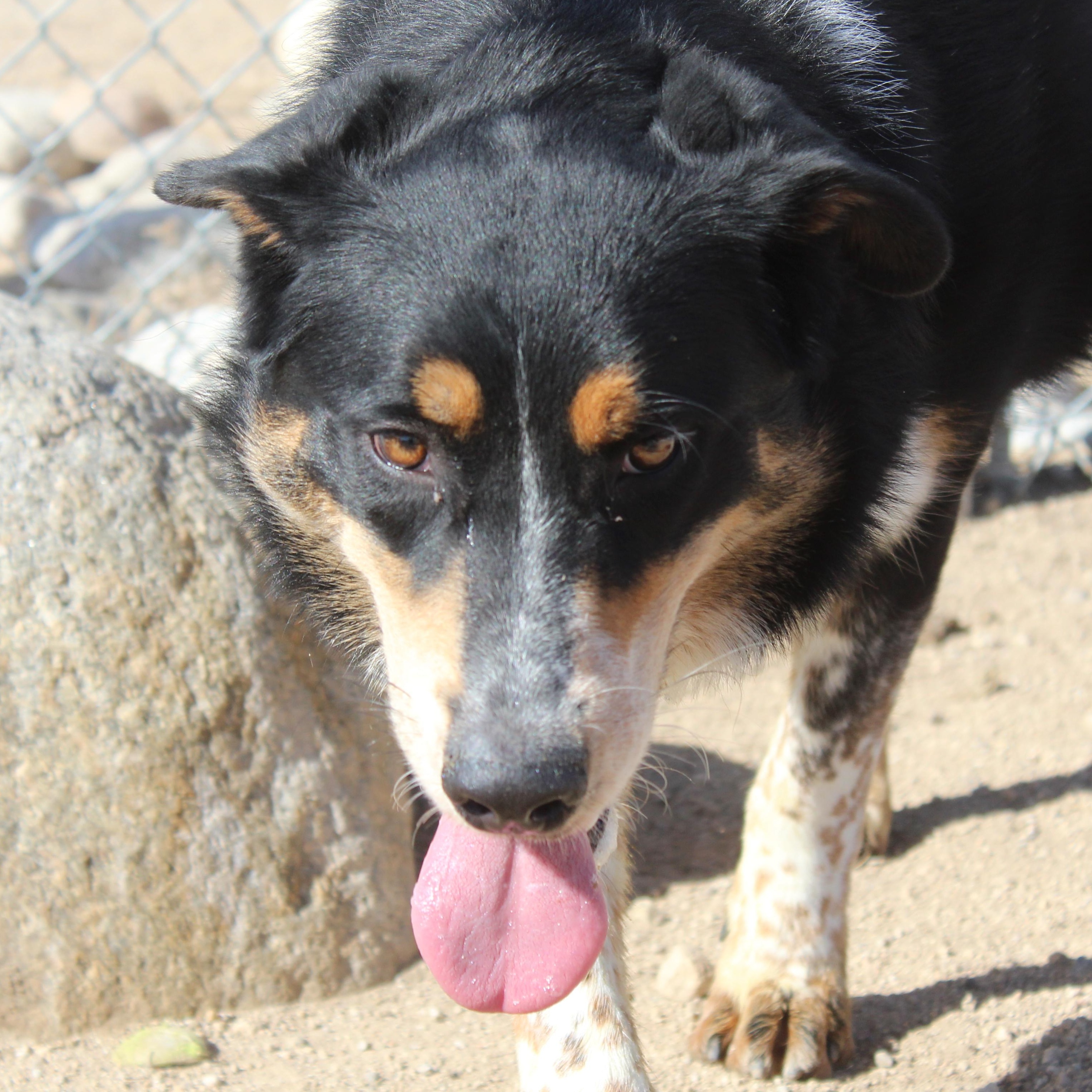 Moonpie, adoptable, Adult Male Bernese Mountain Dog & Shepherd.