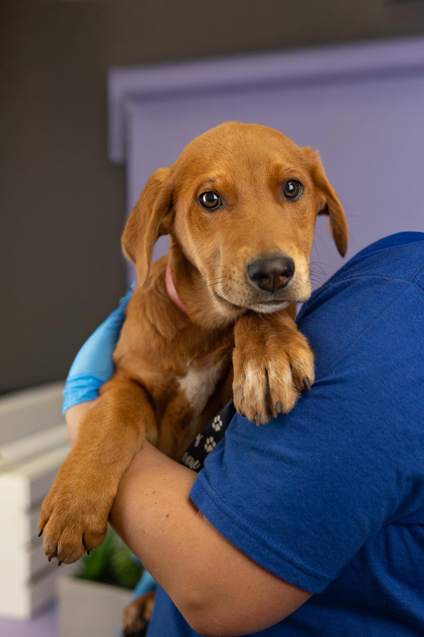 376-26, adopted, Puppy Male Shepherd.