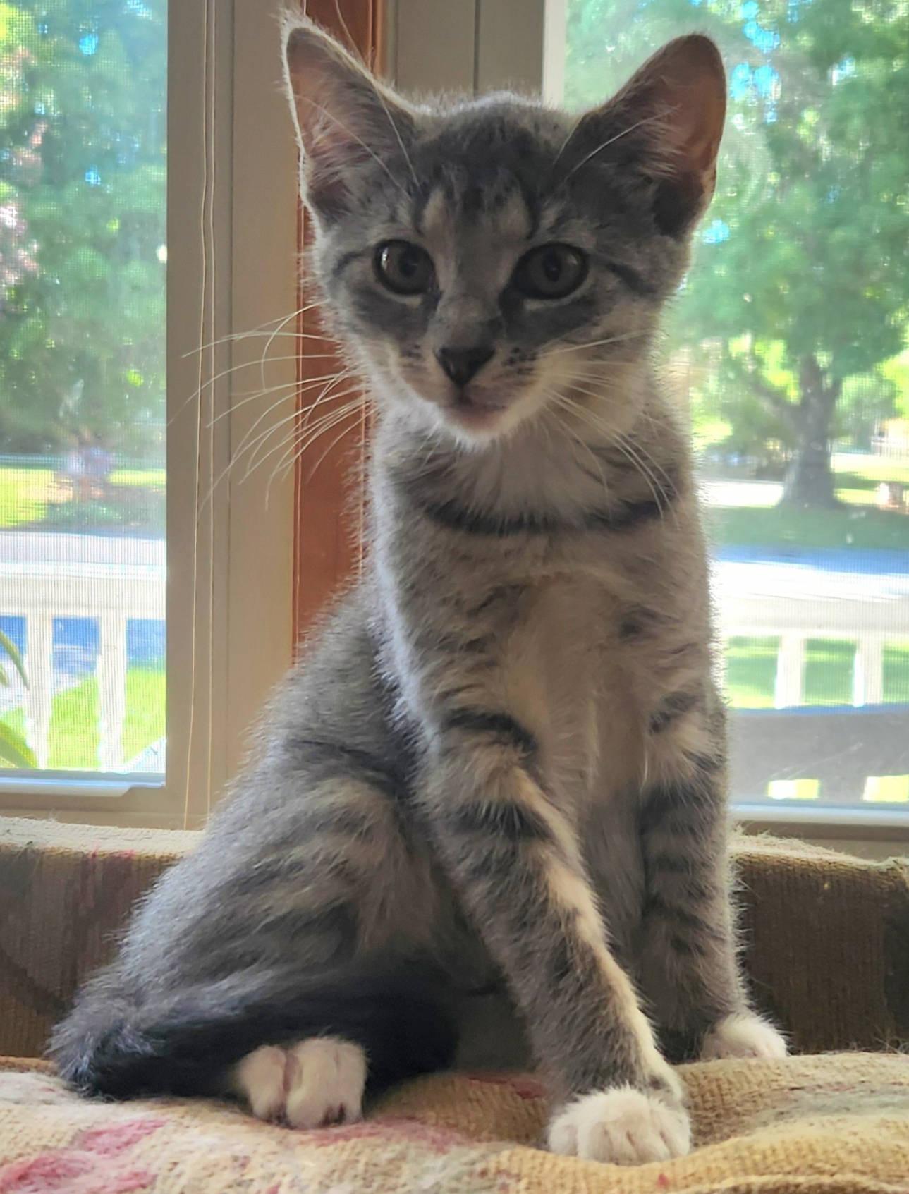 Flora, a ADOPTABLE mixed breed in Radford, VA image 2/4