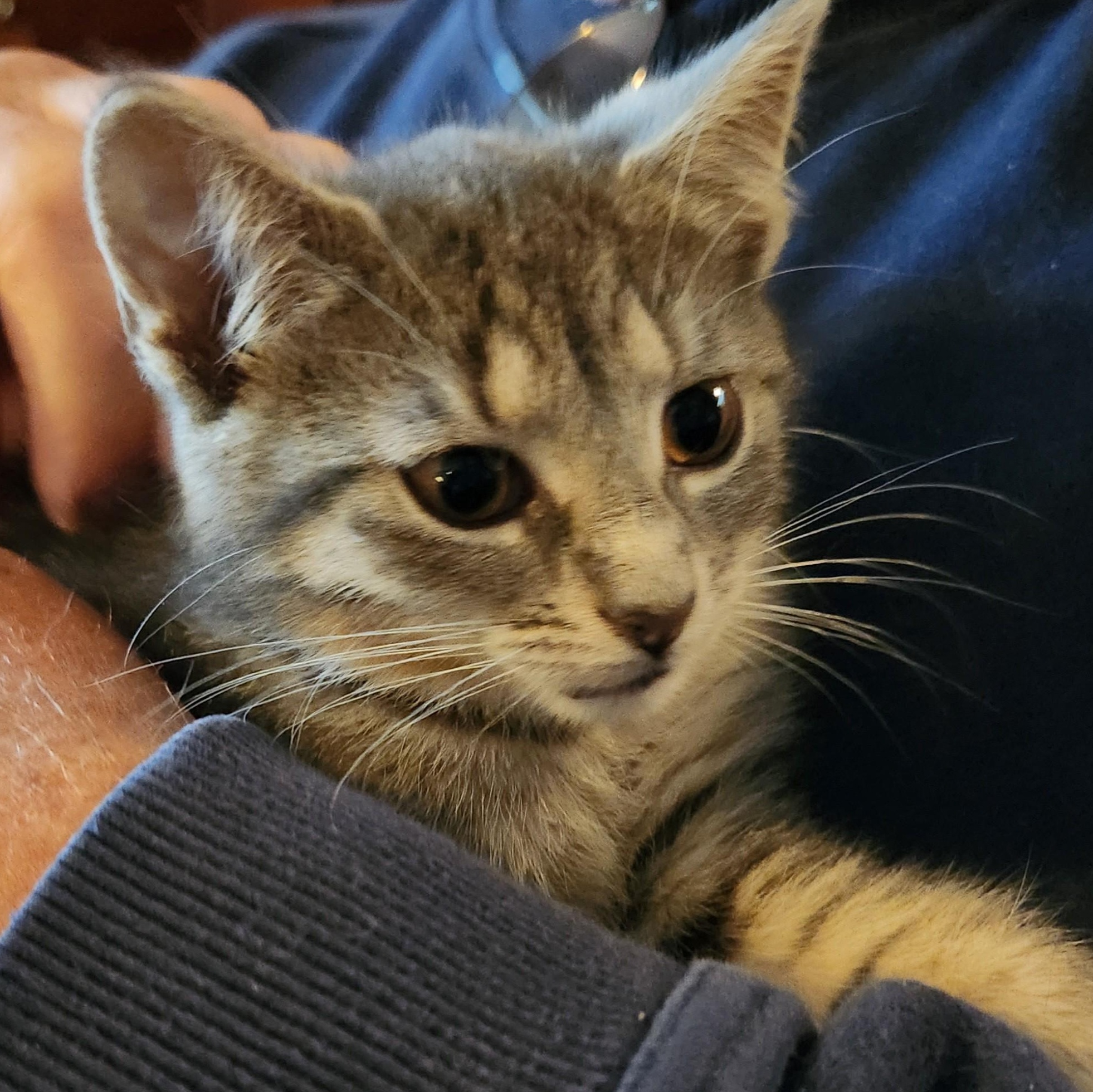 Flora, a ADOPTABLE mixed breed in Radford, VA image 1/4