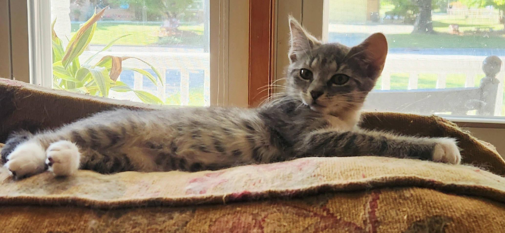 Flora, a ADOPTABLE mixed breed in Radford, VA image 3/4