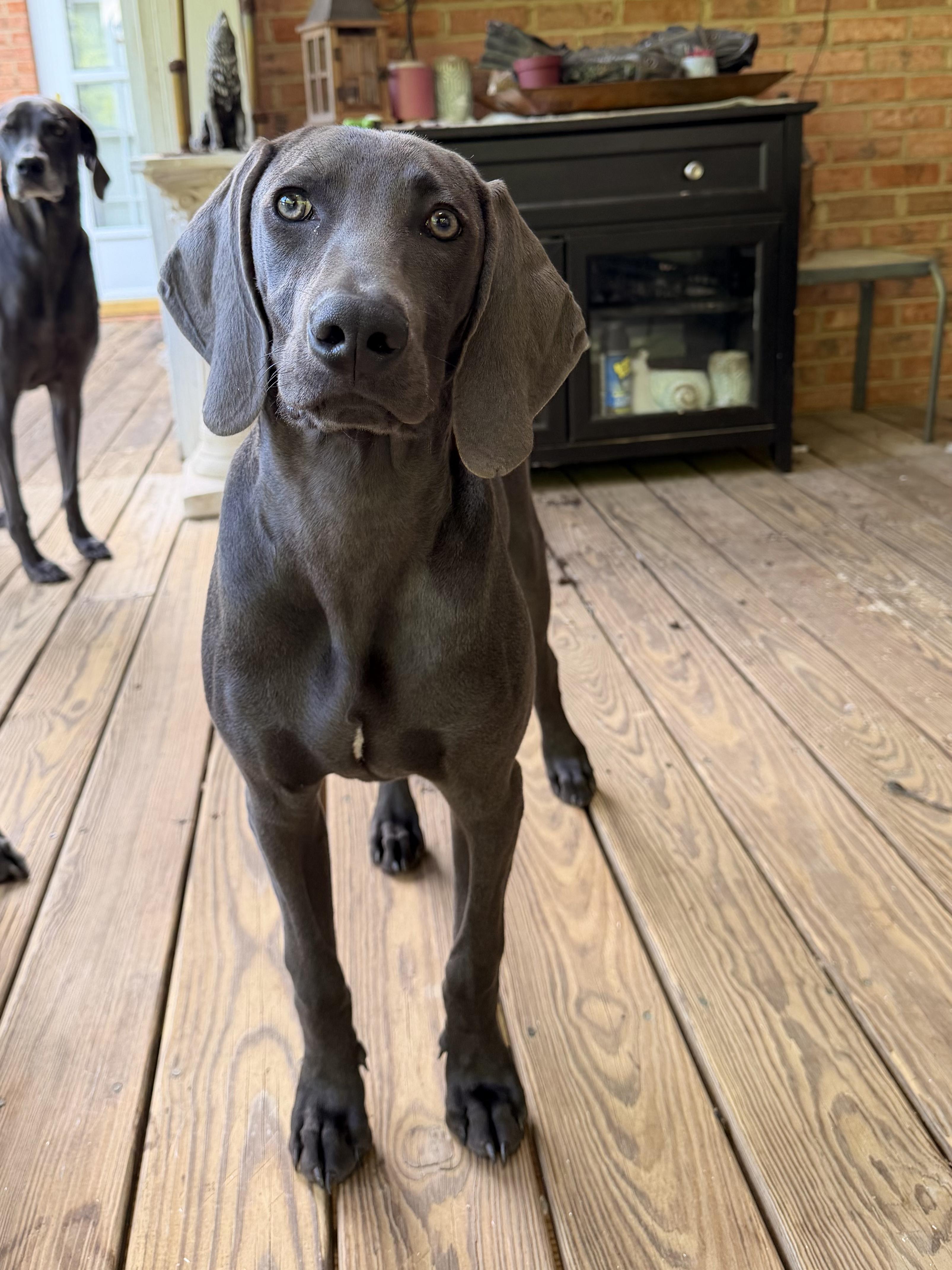 Enlarge Waylon, a ADOPTABLE Weimaraner in Jeffersonville, IN image 2/4
