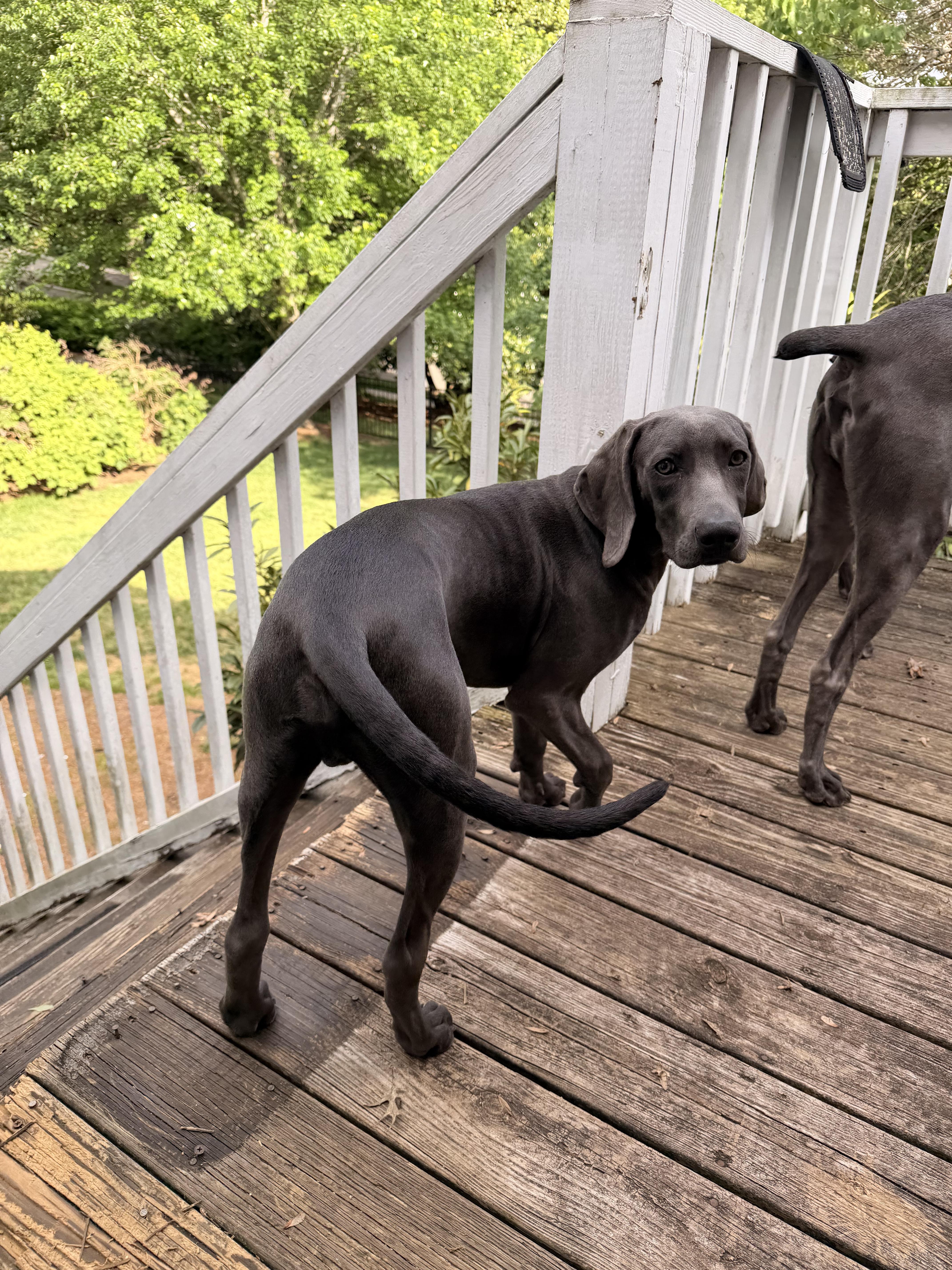 Enlarge Waylon, a ADOPTABLE Weimaraner in Jeffersonville, IN image 4/4