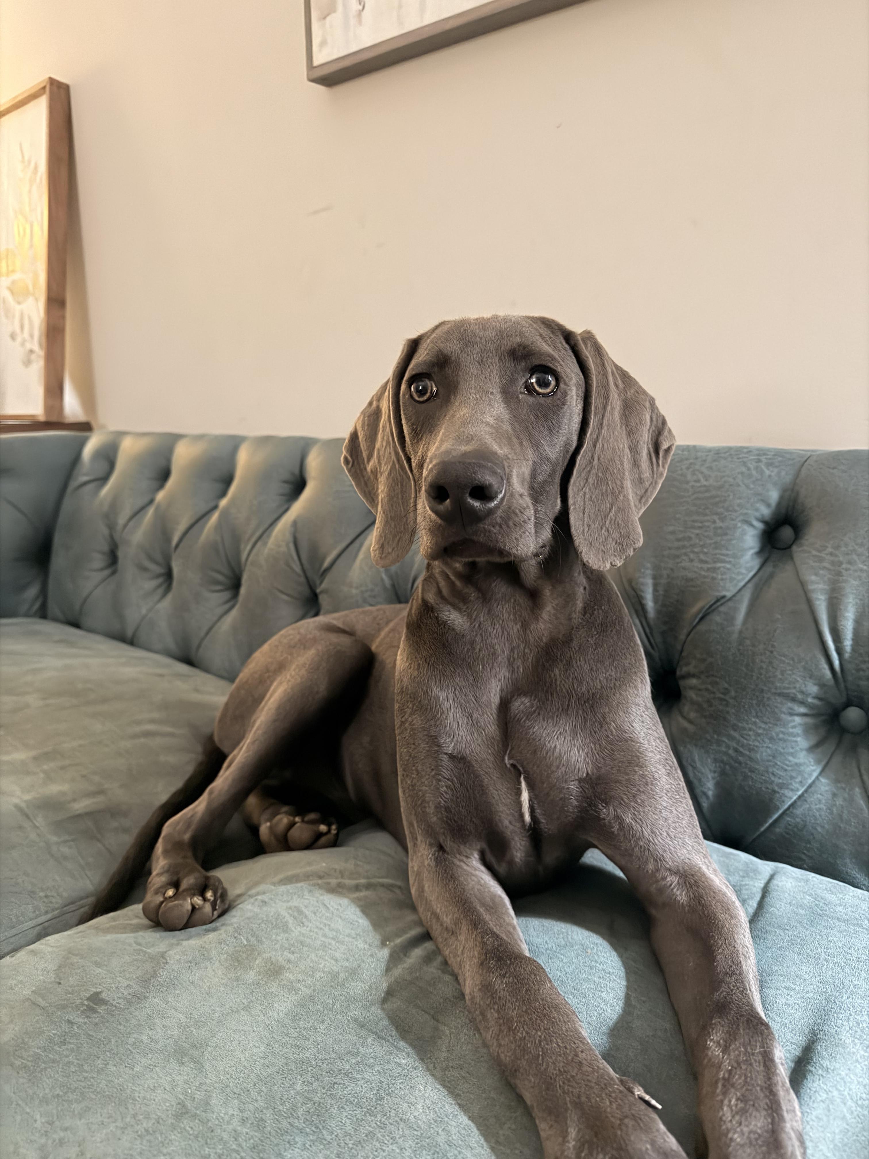 Waylon, ADOPTABLE, Young Male Weimaraner.