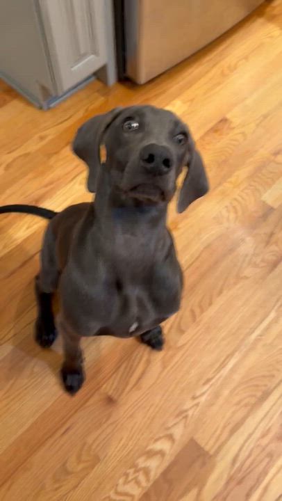 Enlarge Waylon, a ADOPTABLE Weimaraner in Jeffersonville, IN video 3/4