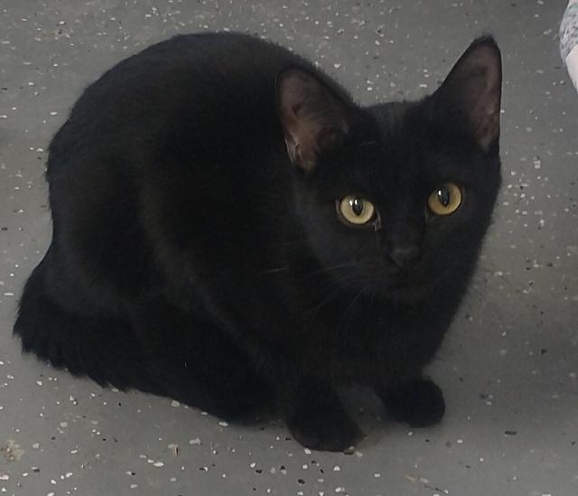 Ellie, Adoptable, Senior Female Domestic Short Hair.