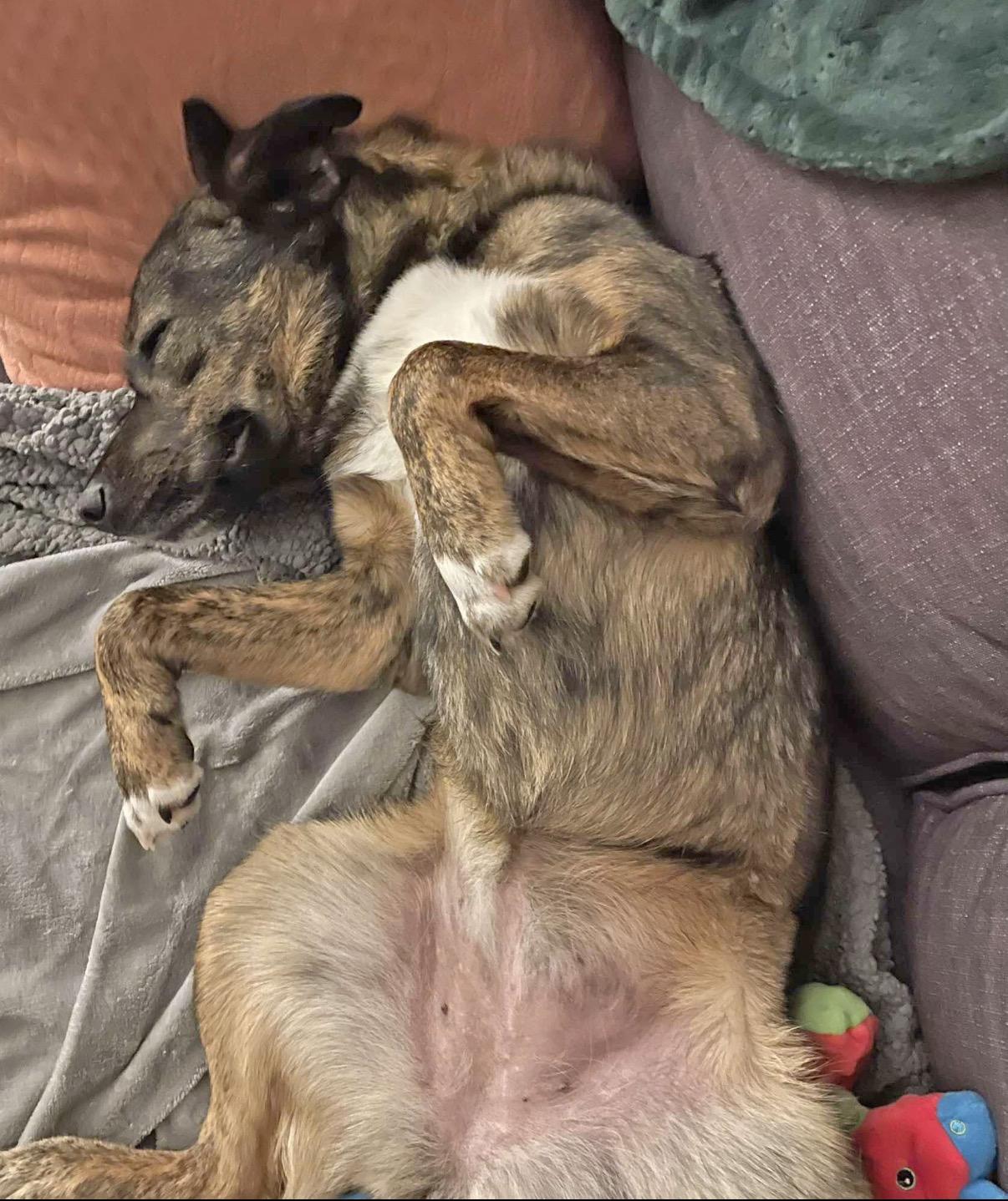 Slim Sadie, a ADOPTABLE mixed breed in Marshall, NC image 4/6