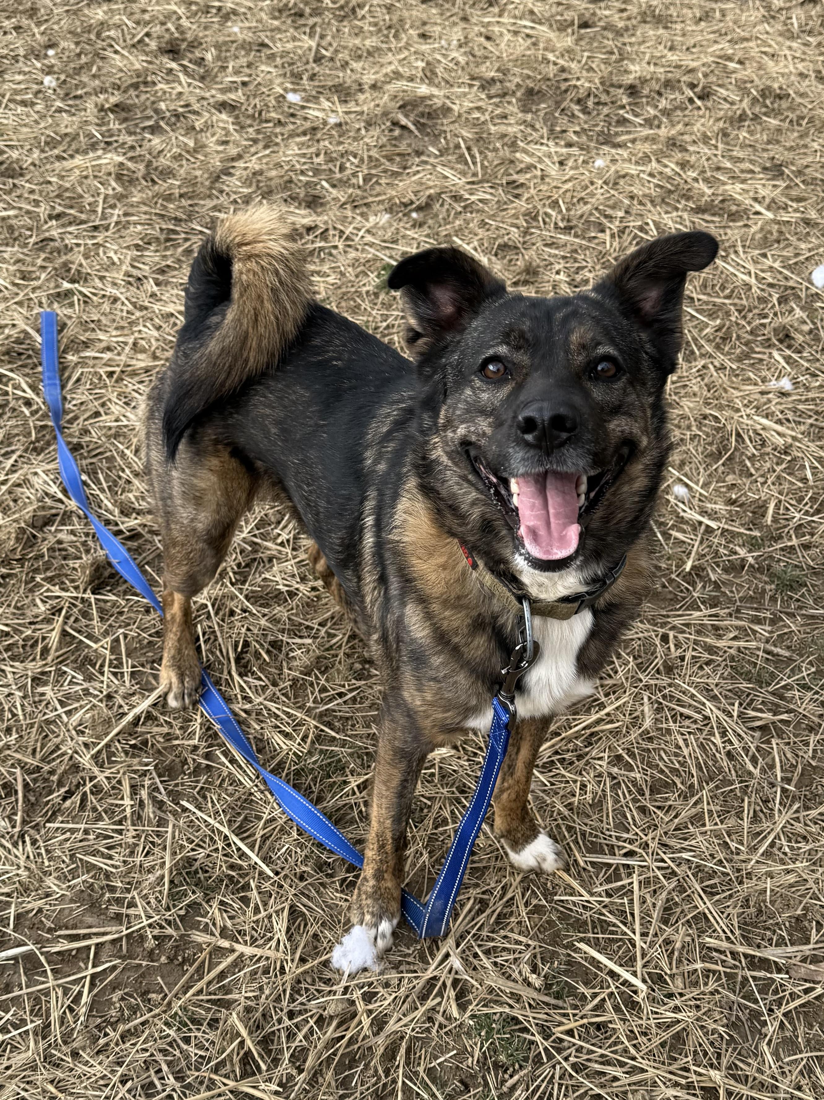 Slim Sadie, a ADOPTABLE mixed breed in Marshall, NC image 2/6