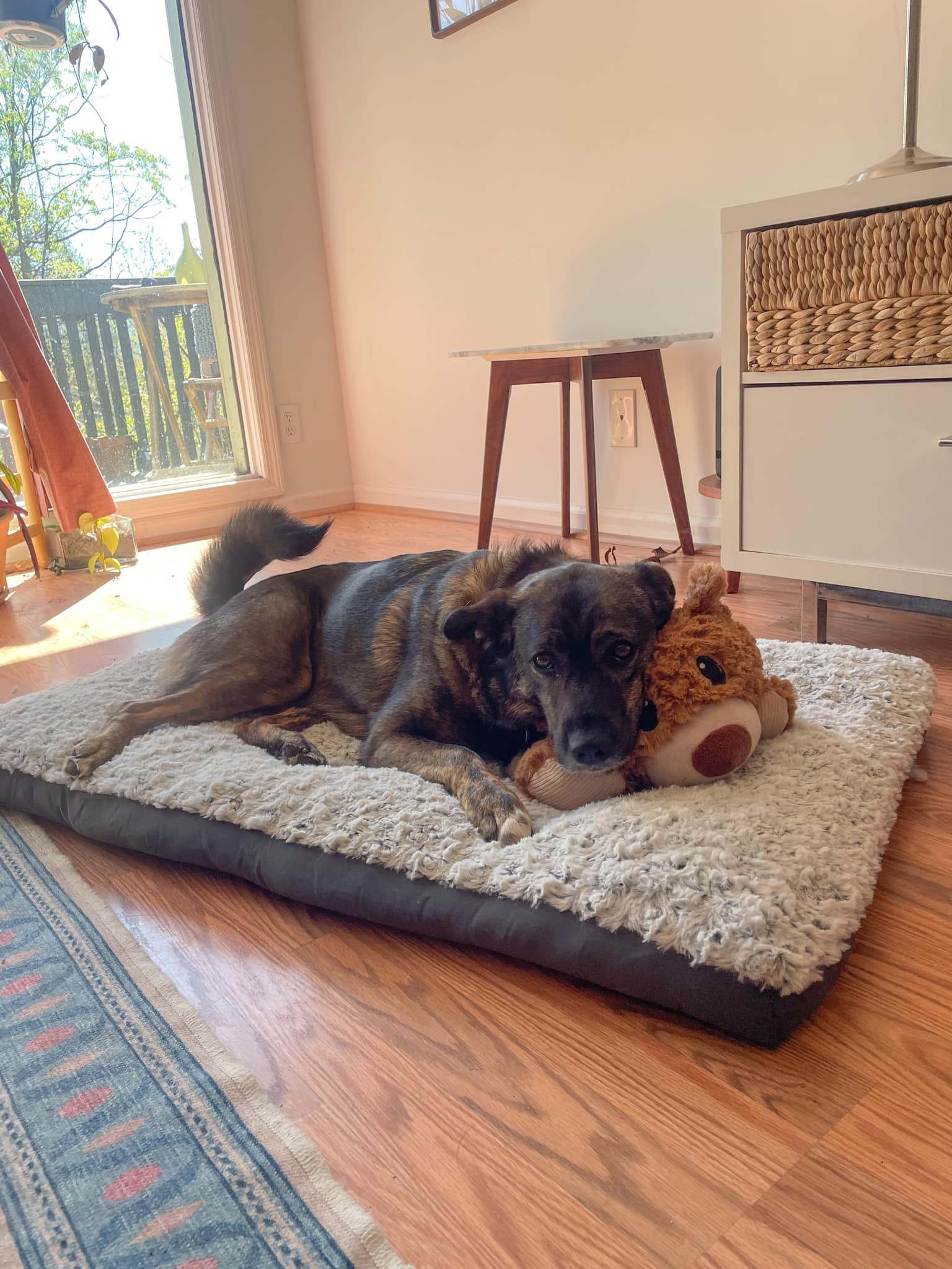 Slim Sadie, ADOPTABLE, Adult Female Norwegian Elkhound.