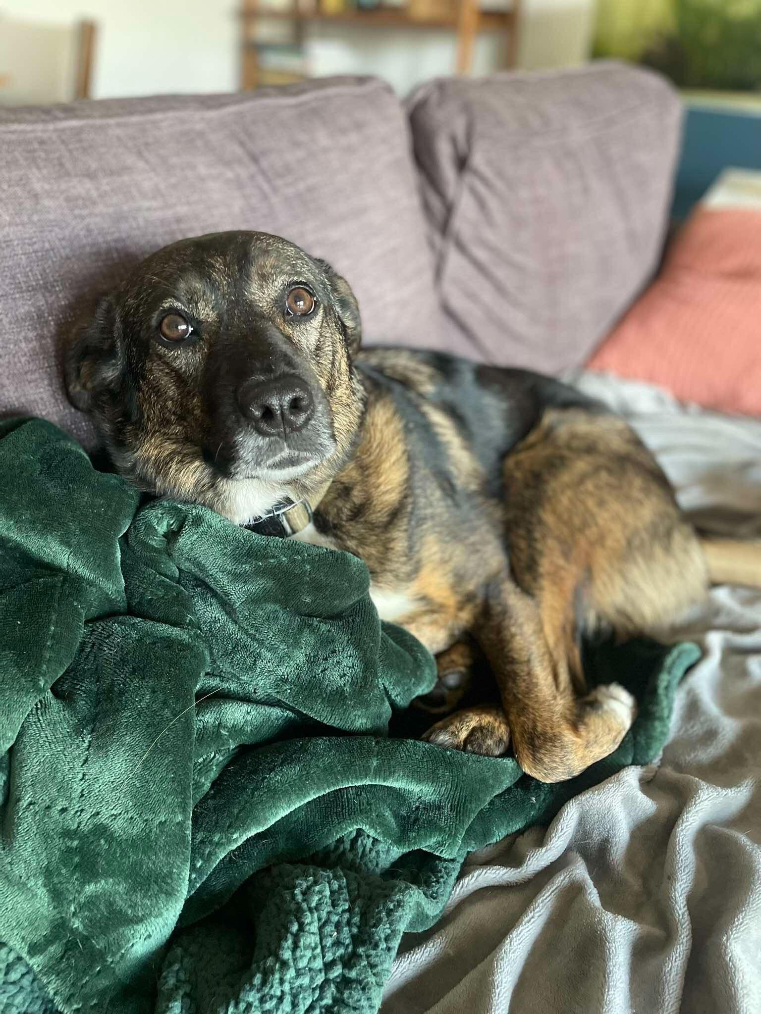 Slim Sadie, ADOPTABLE, Adult Female Norwegian Elkhound.