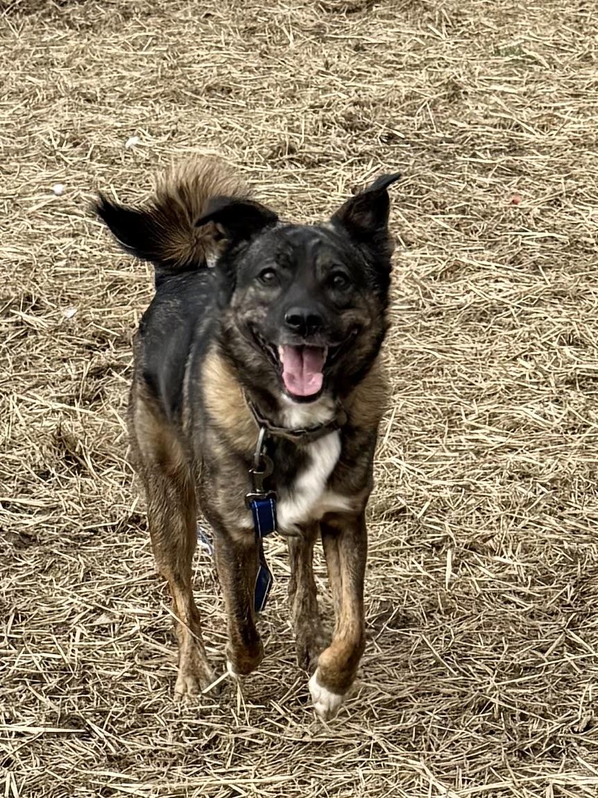 Slim Sadie, a ADOPTABLE mixed breed in Marshall, NC image 5/6