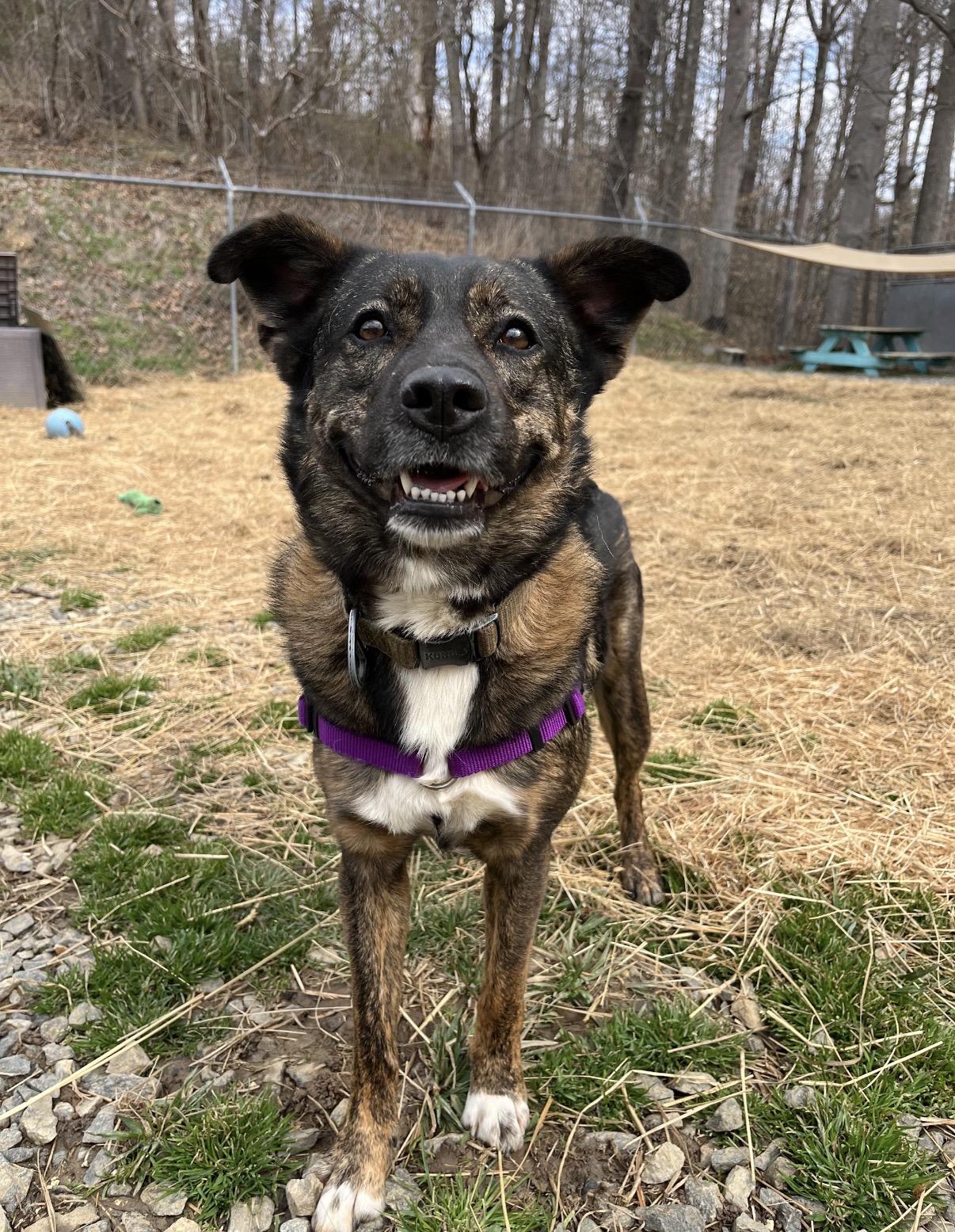Slim Sadie, a ADOPTABLE mixed breed in Marshall, NC image 1/6