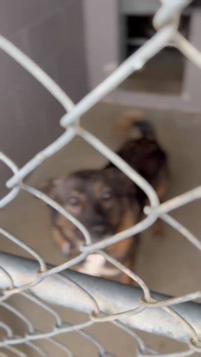 Enlarge Slim Sadie, a ADOPTABLE mixed breed in Marshall, NC video 3/6