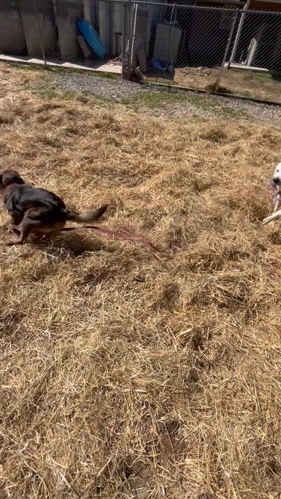 Enlarge Slim Sadie, a ADOPTABLE mixed breed in Marshall, NC video 6/6