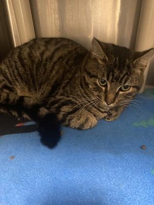 Enlarge Dewy, a Adoptable mixed breed in Norfolk, VA image 1/1