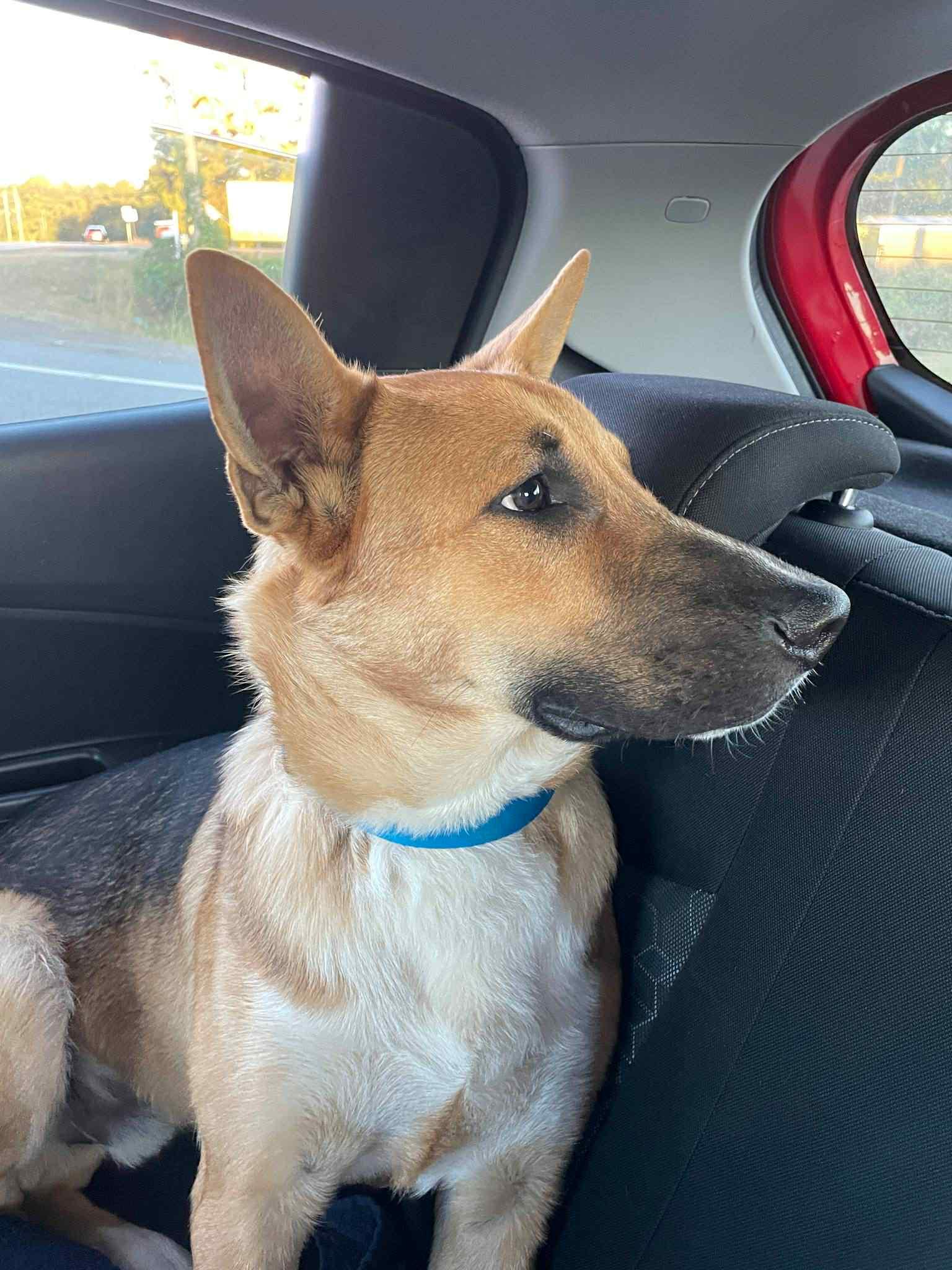 Cooper Manning , ADOPTABLE, Young Male German Shepherd Dog.