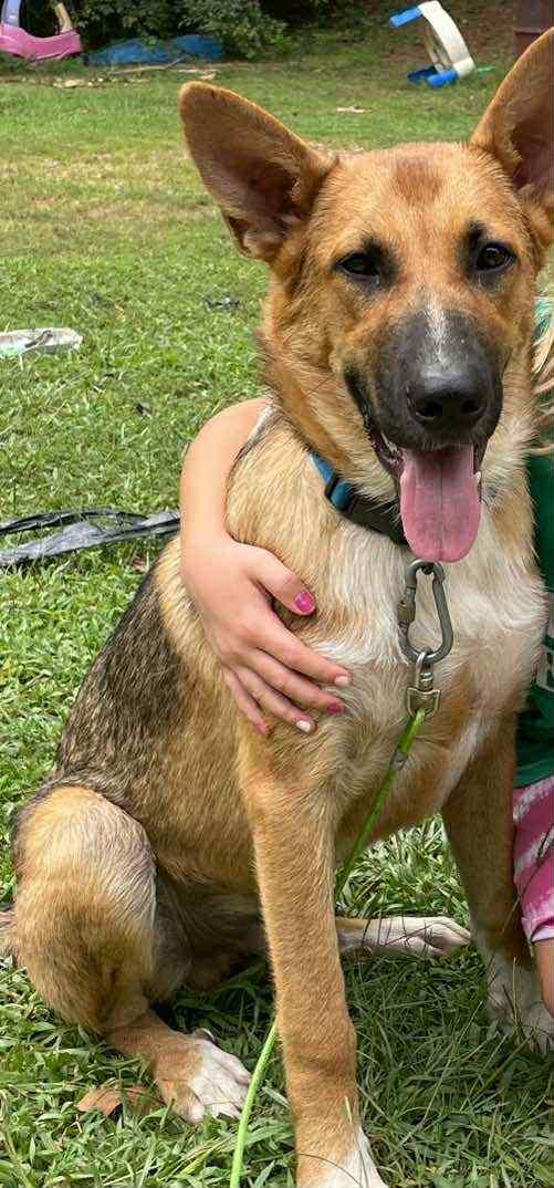 Enlarge Cooper Manning , a ADOPTABLE German Shepherd Dog in Gardner, MA image 2/6