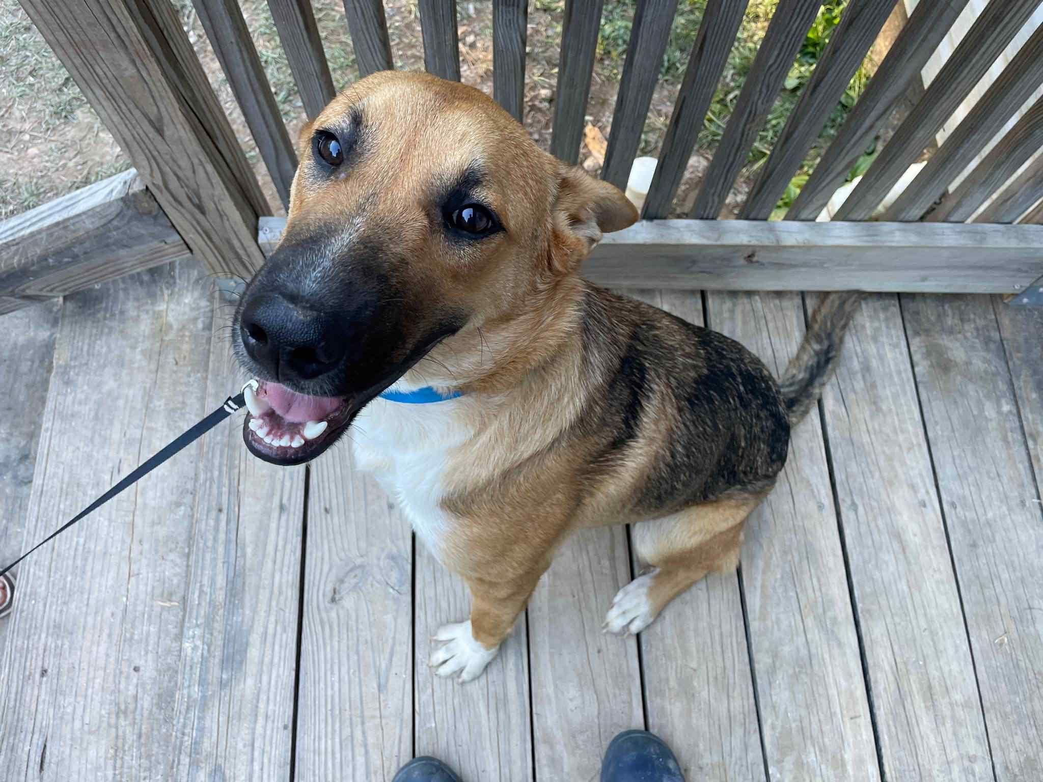 Enlarge Cooper Manning , a ADOPTABLE German Shepherd Dog in Gardner, MA image 4/6