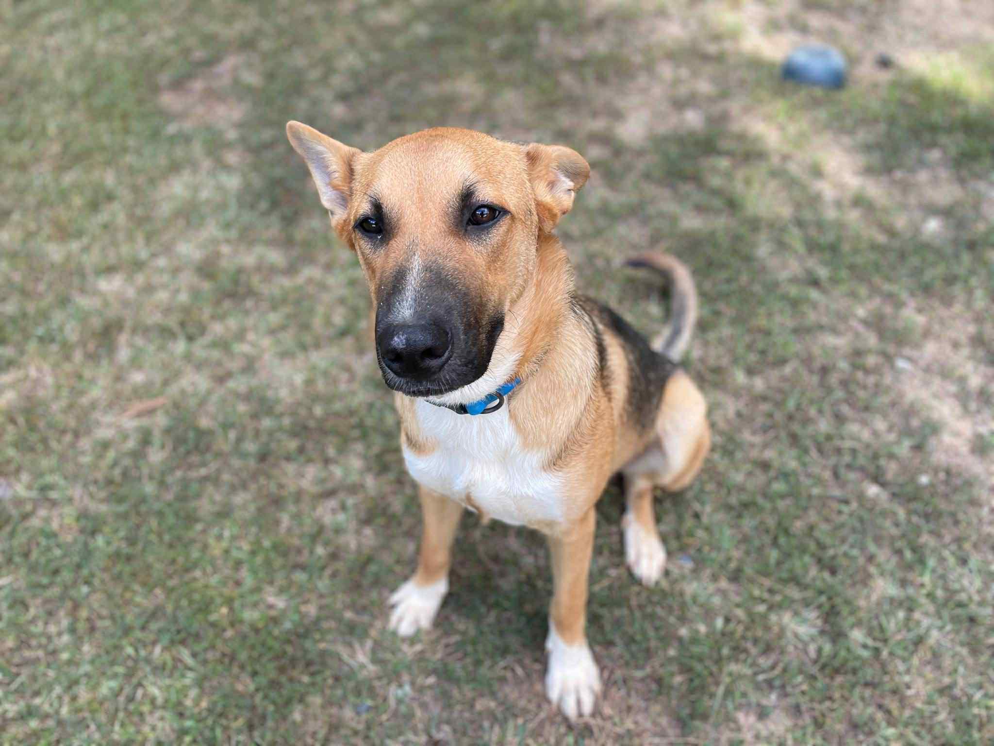 Enlarge Cooper Manning , a ADOPTABLE German Shepherd Dog in Gardner, MA image 5/6