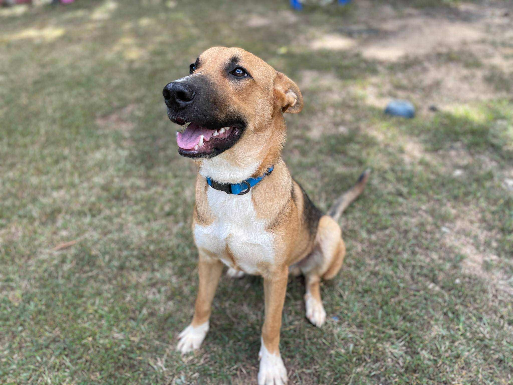 Enlarge Cooper Manning , a ADOPTABLE German Shepherd Dog in Gardner, MA image 6/6