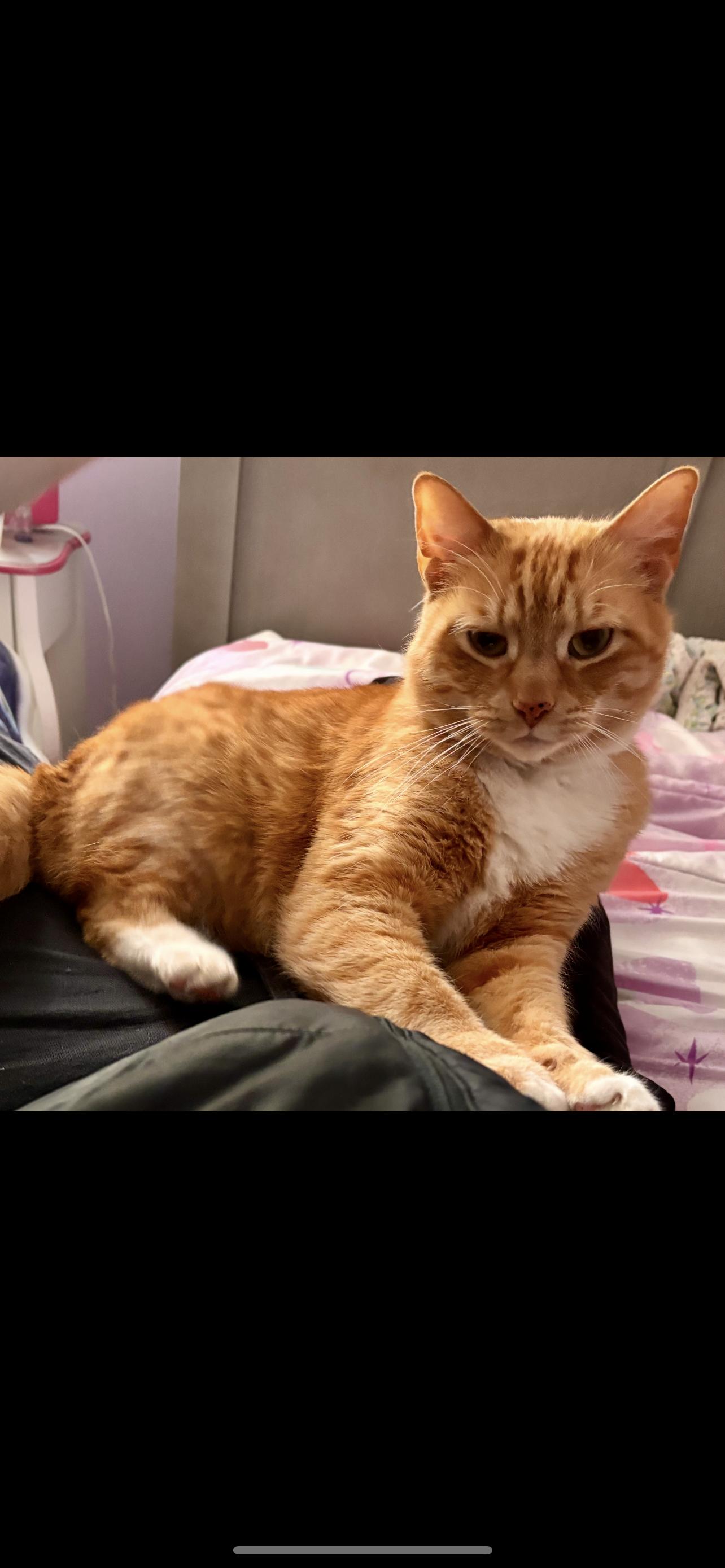 Dobby , ADOPTABLE, Young Male Domestic Short Hair.