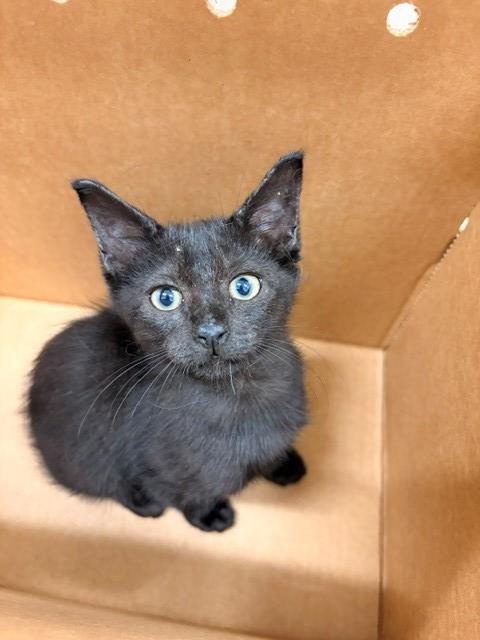 Enlarge GAL, a Adoptable Domestic Short Hair in Baytown, TX image 1/1