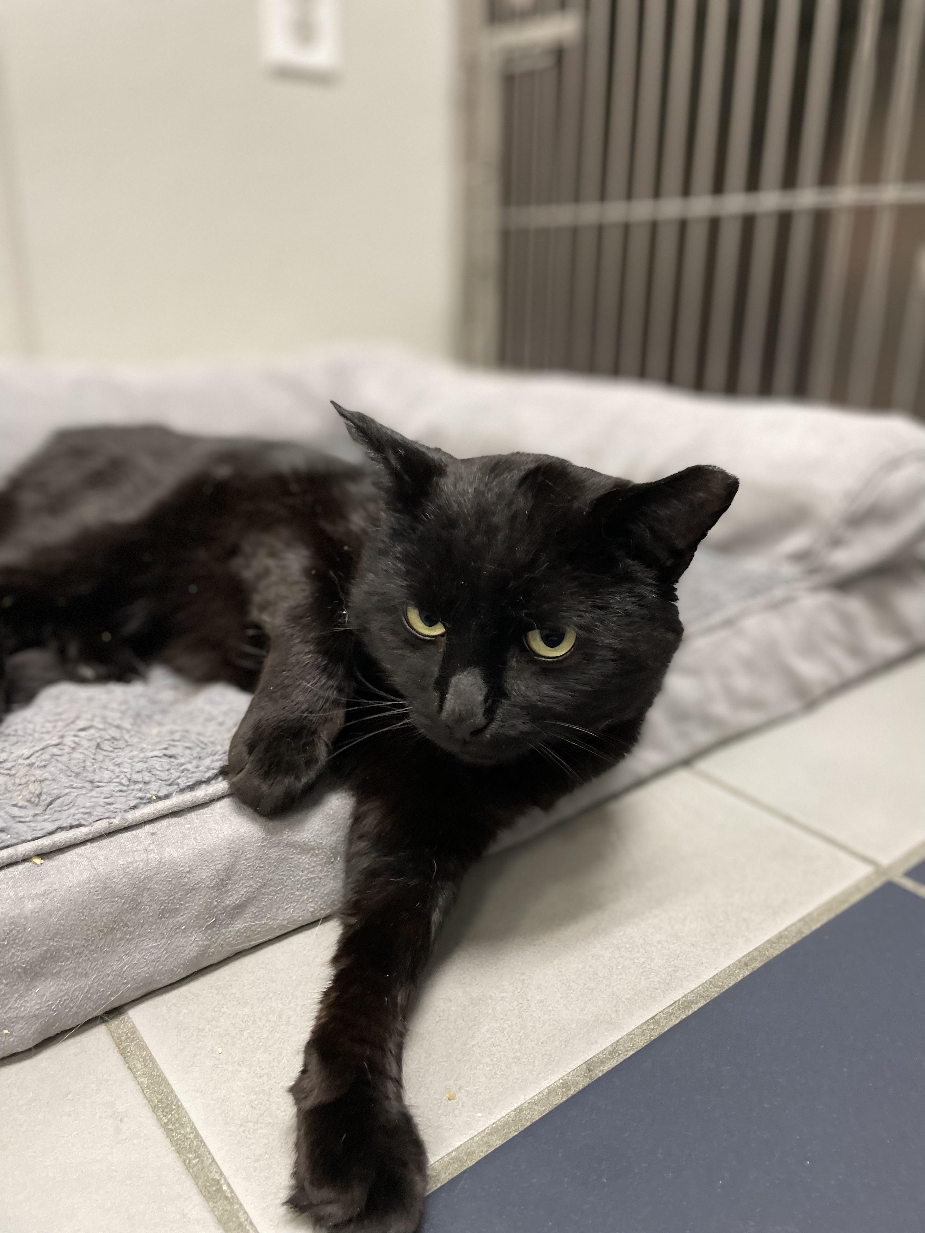 Binx thumbnail 2