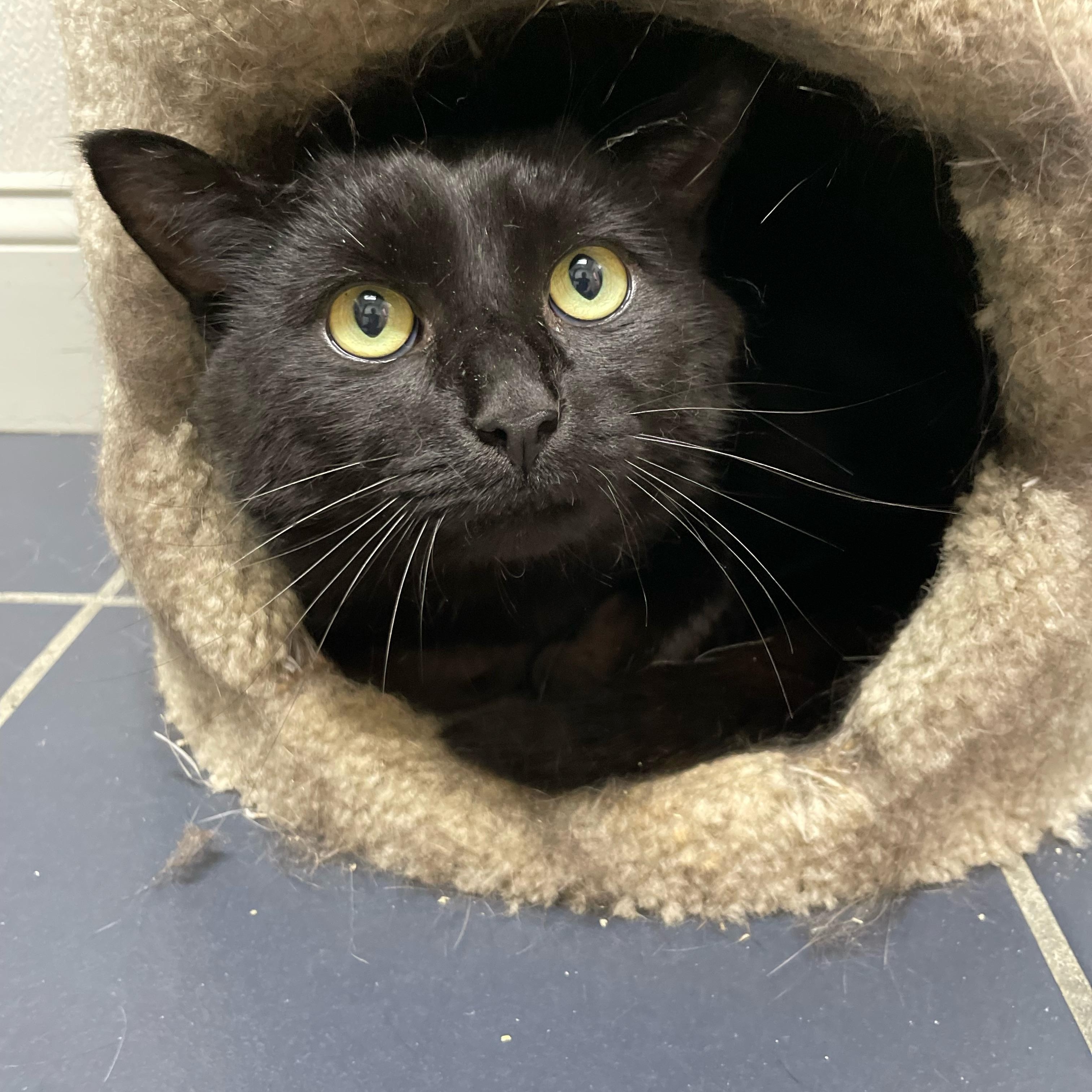 Binx photo 1