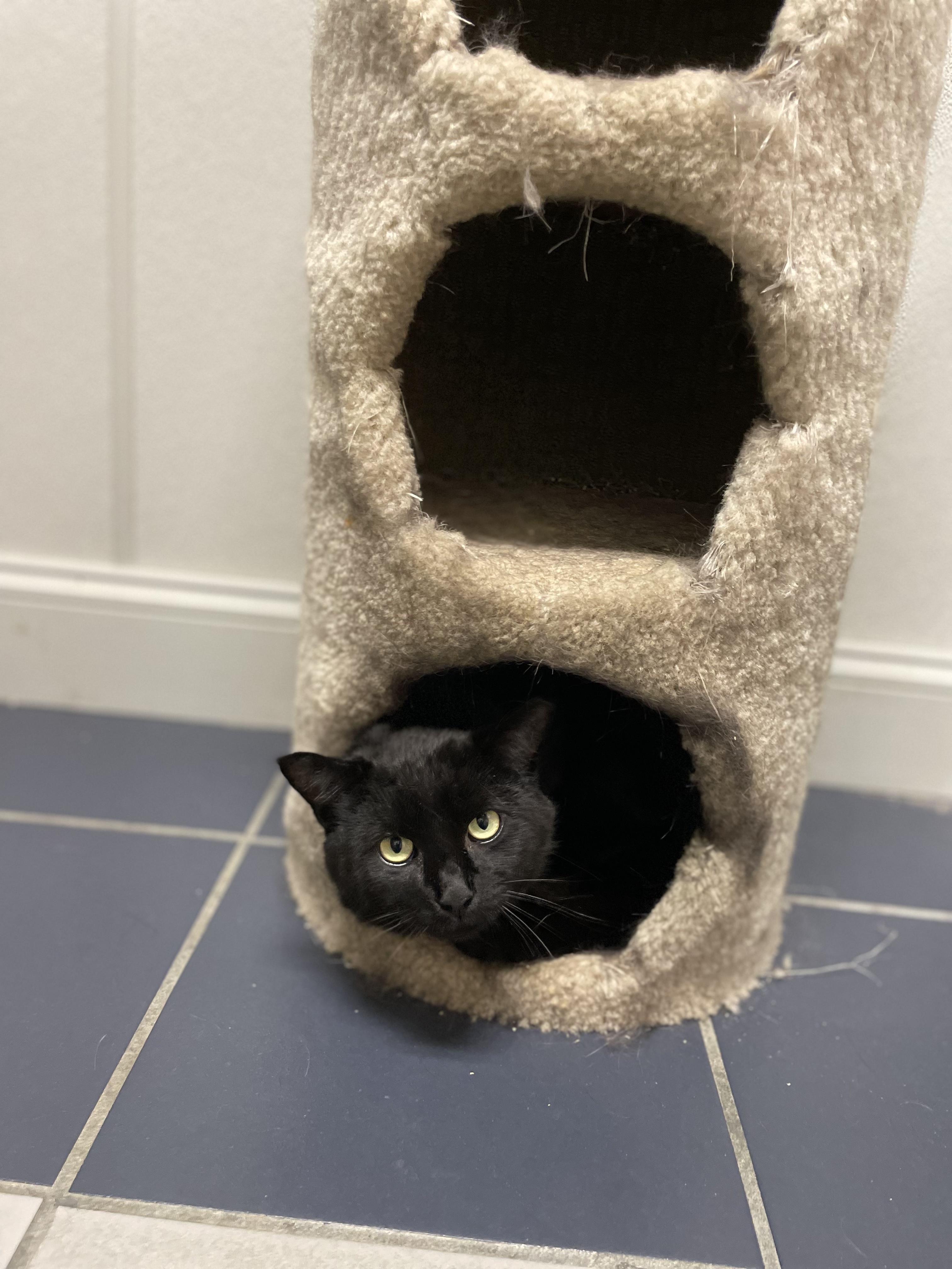 Binx thumbnail 3