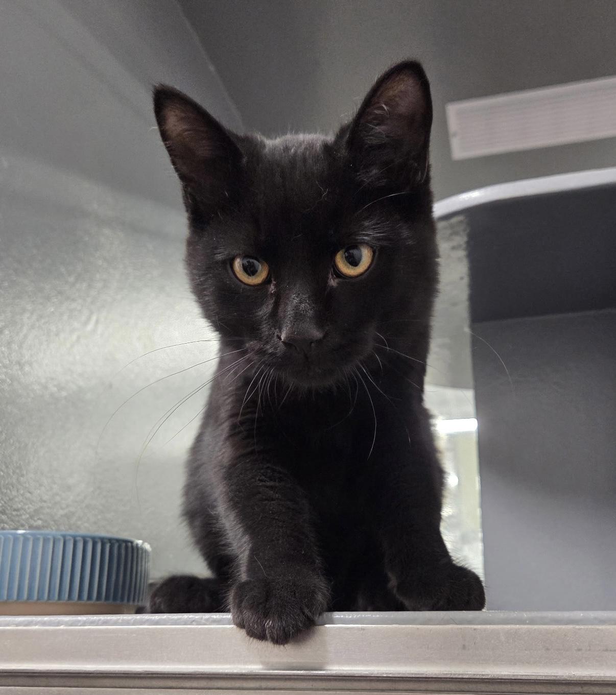 Enlarge Heffalump, a Adoptable Domestic Short Hair in Cobourg, ON image 1/1