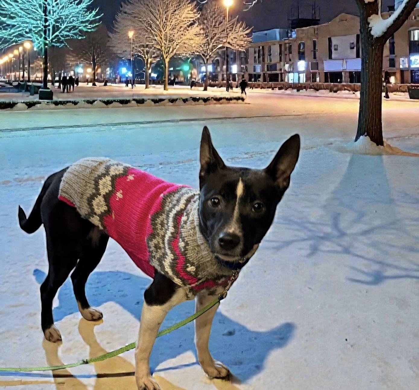 Enlarge Thanksgiving 2025: Apple Pup, a Adoptable Shiba Inu in Berwick, PA image 1/3