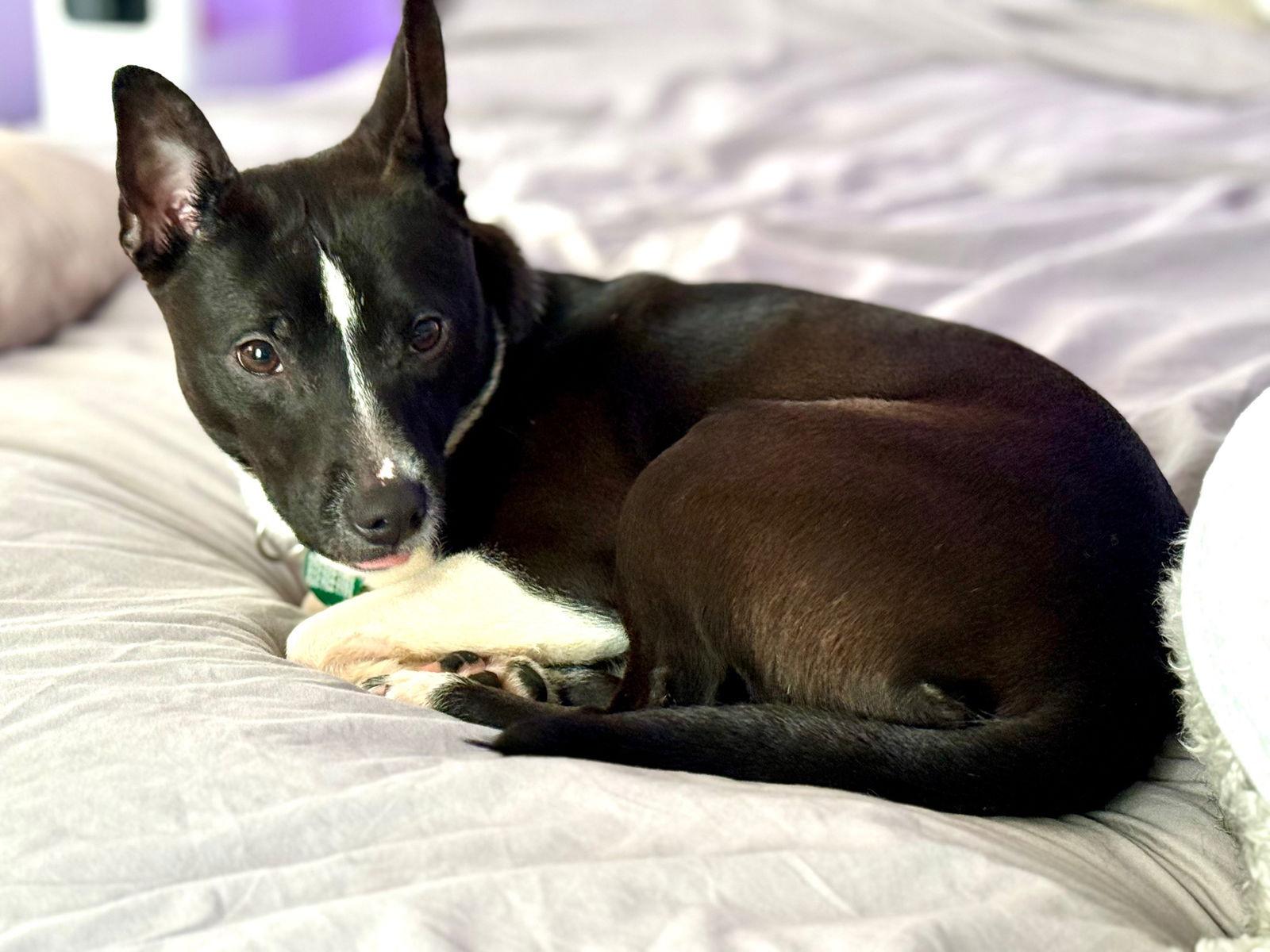 Enlarge Thanksgiving 2025: Apple Pup, a Adoptable Shiba Inu in Berwick, PA image 2/3