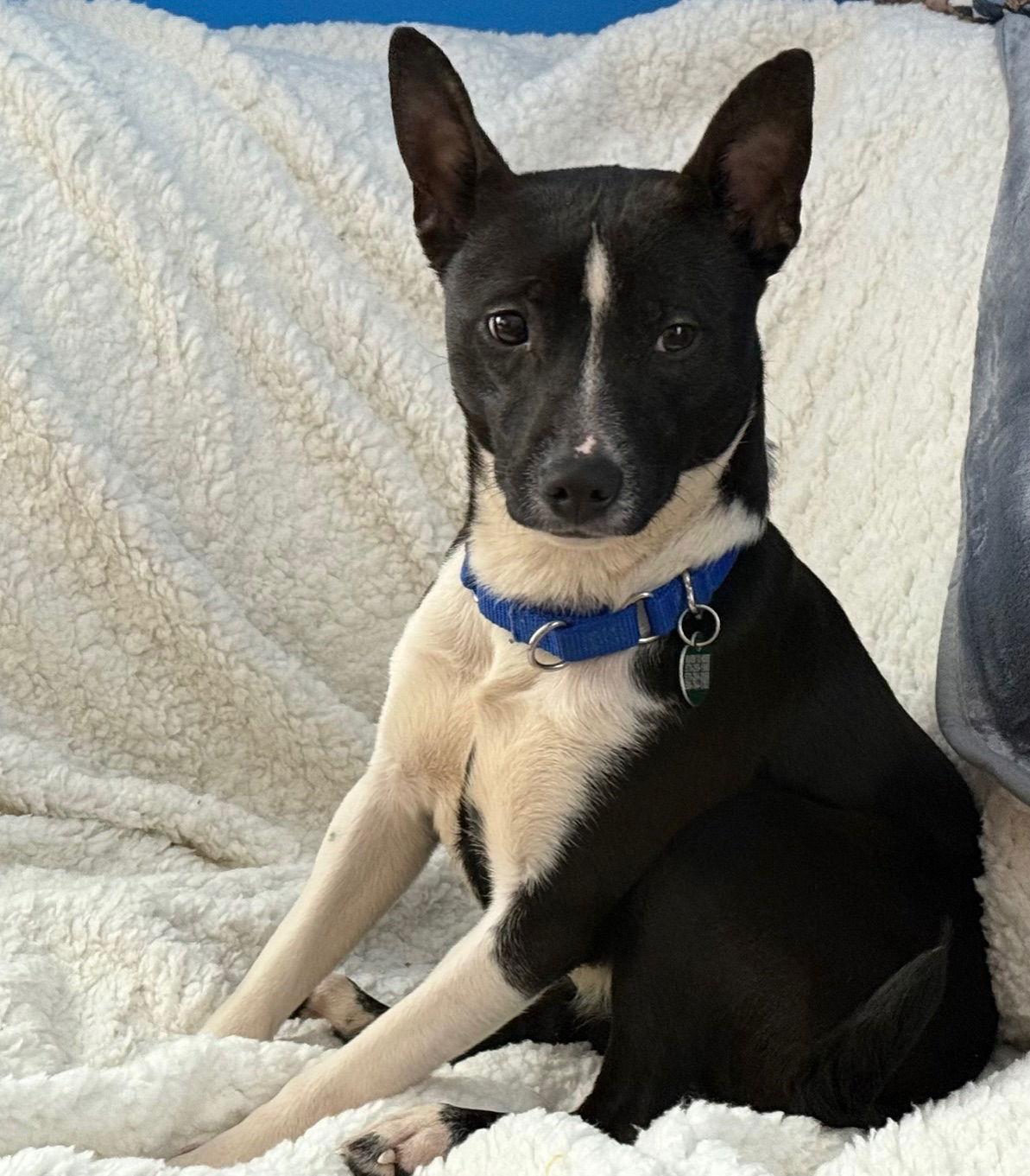 Thanksgiving : Apple Pup thumbnail 3