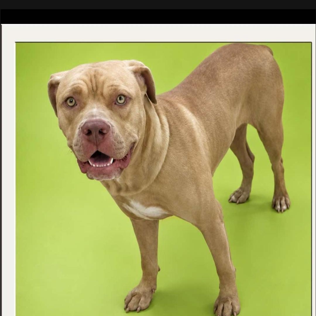 Enlarge Tink, a Adoptable mixed breed in Bristol, VT image 1/4