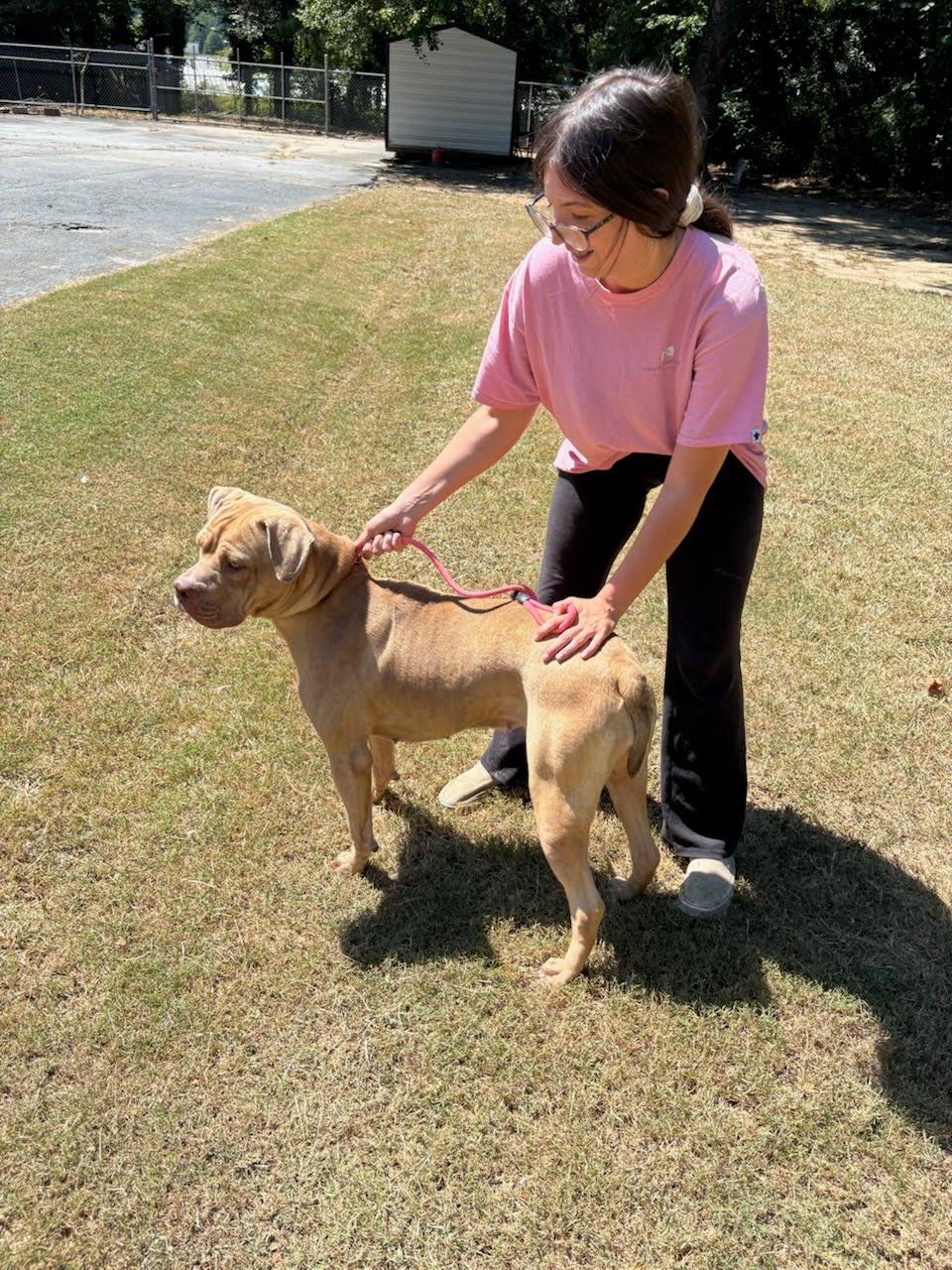 Enlarge Tink, a Adoptable mixed breed in Bristol, VT image 3/4