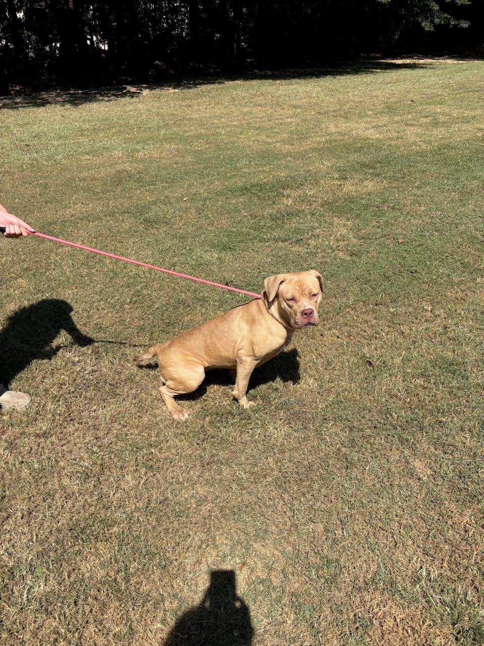 Enlarge Tink, a Adoptable mixed breed in Bristol, VT image 2/4