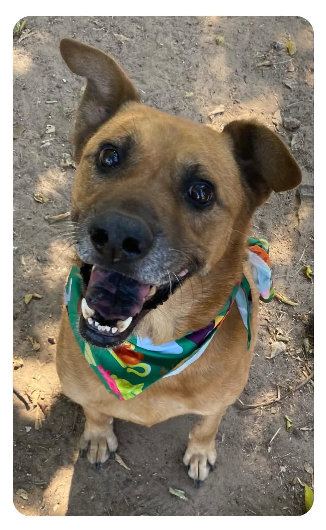 Enlarge Gizmo, a Adoptable Mixed Breed in Denison, TX image 1/1