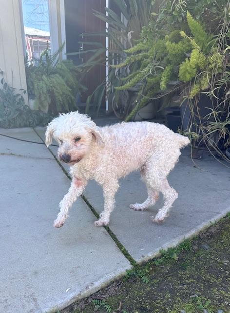 Enlarge Ella (Princess Ella), a ADOPTABLE mixed breed in Madera, CA image 3/3